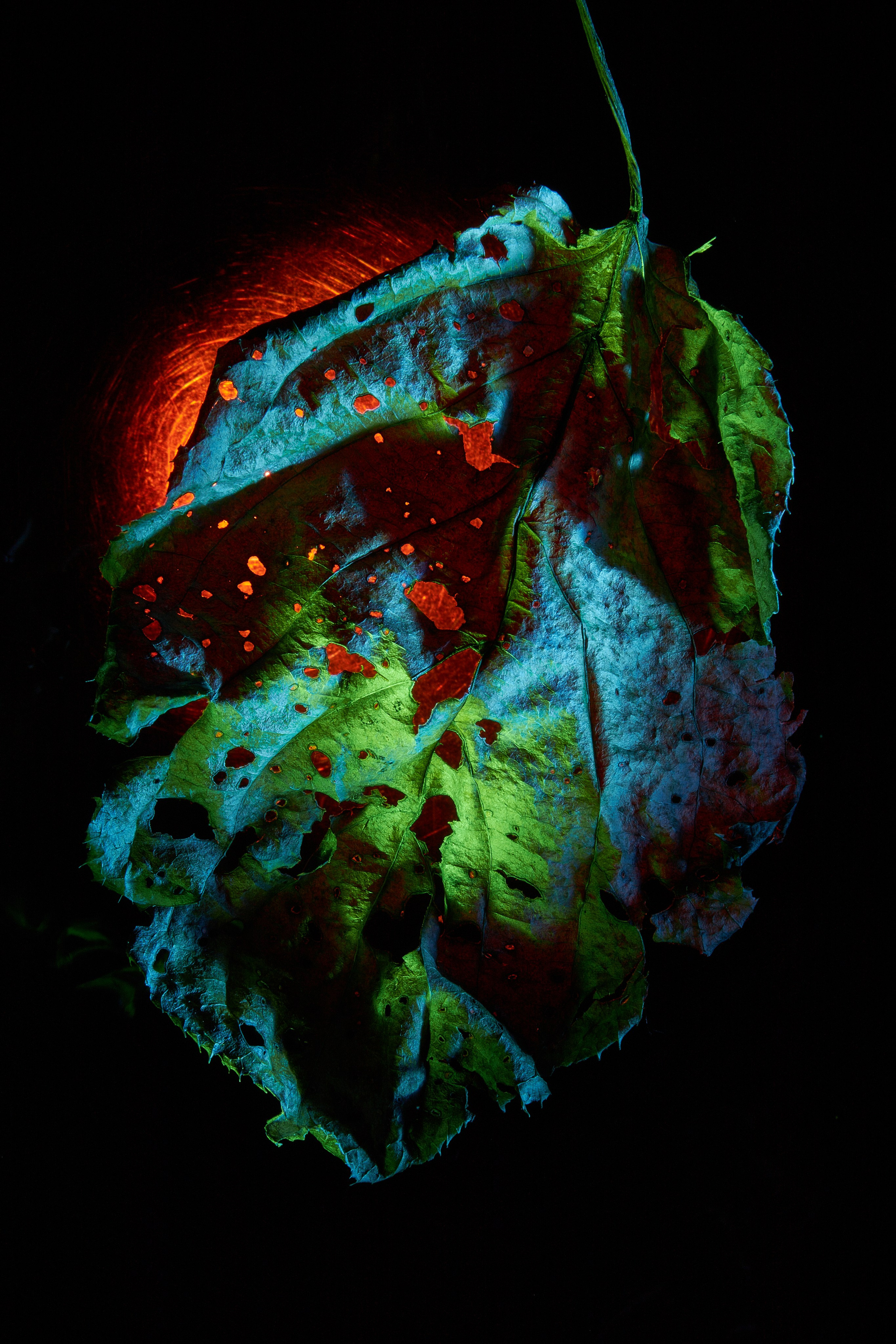 «Красок Тьма Полна». Арт-фотограф во Владивостоке Дмитрий Осипчук