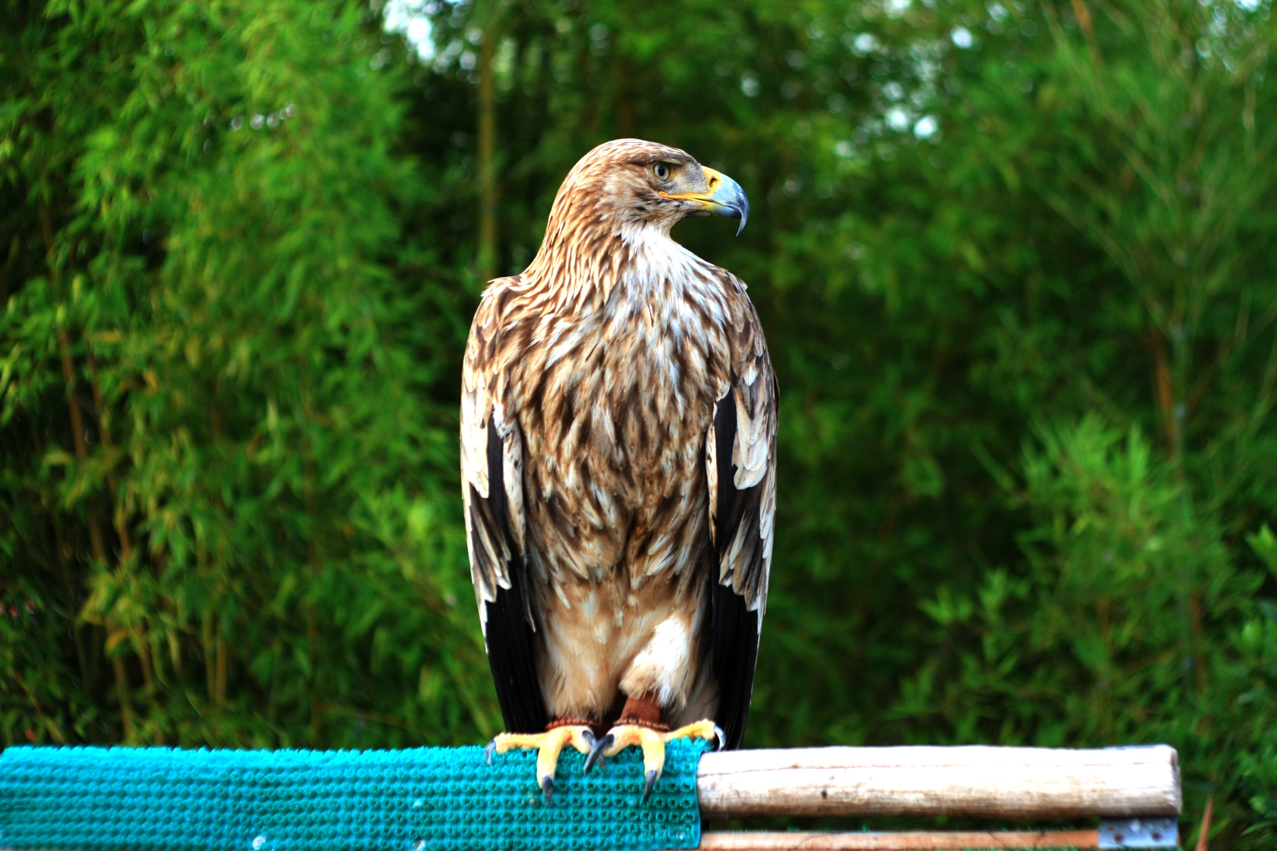 Первые кадры. Сочи — парк. Фотограф Роман Адлер