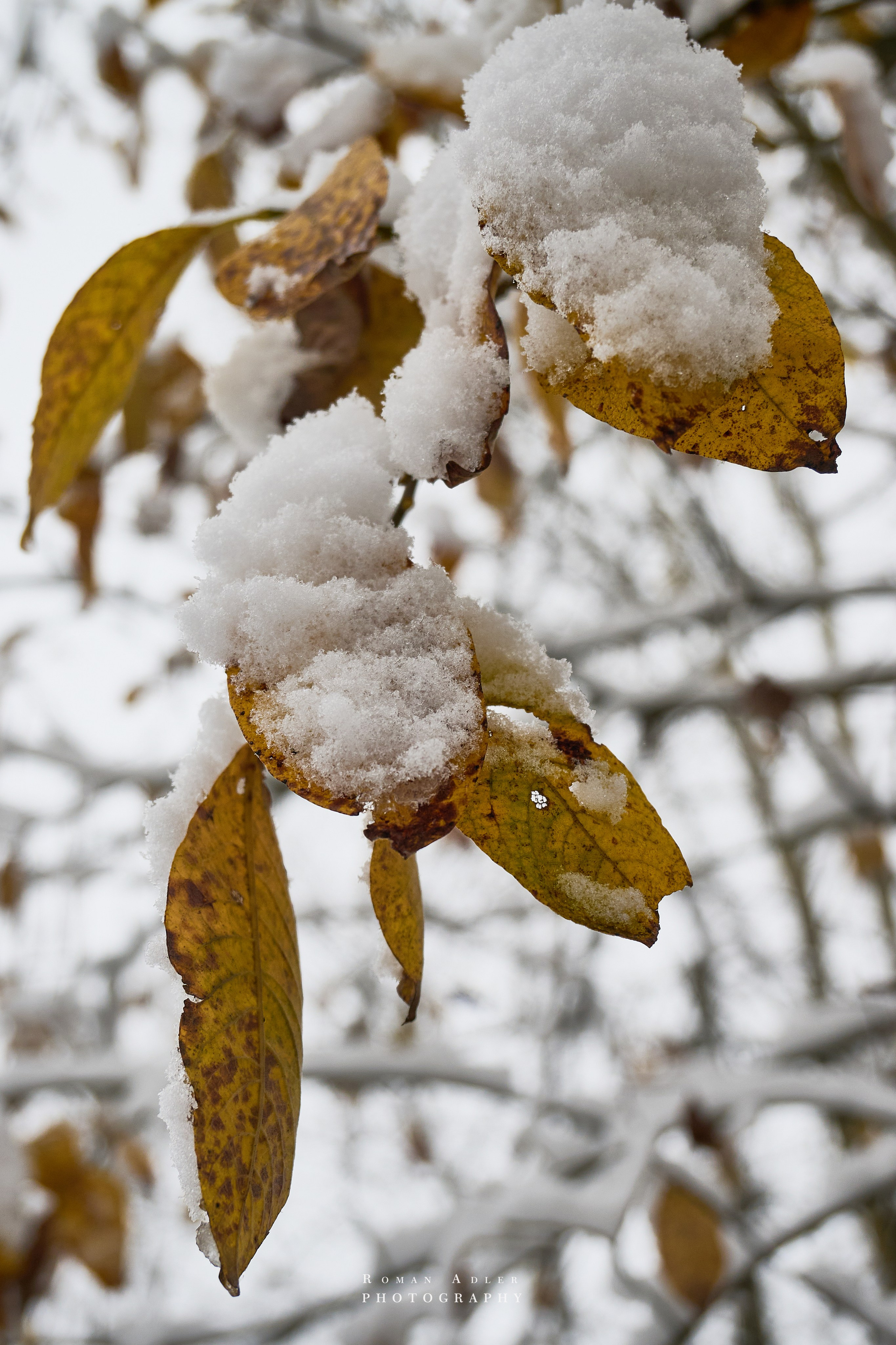 Первый снег. Ноябрь 2024. Фотограф Роман Адлер