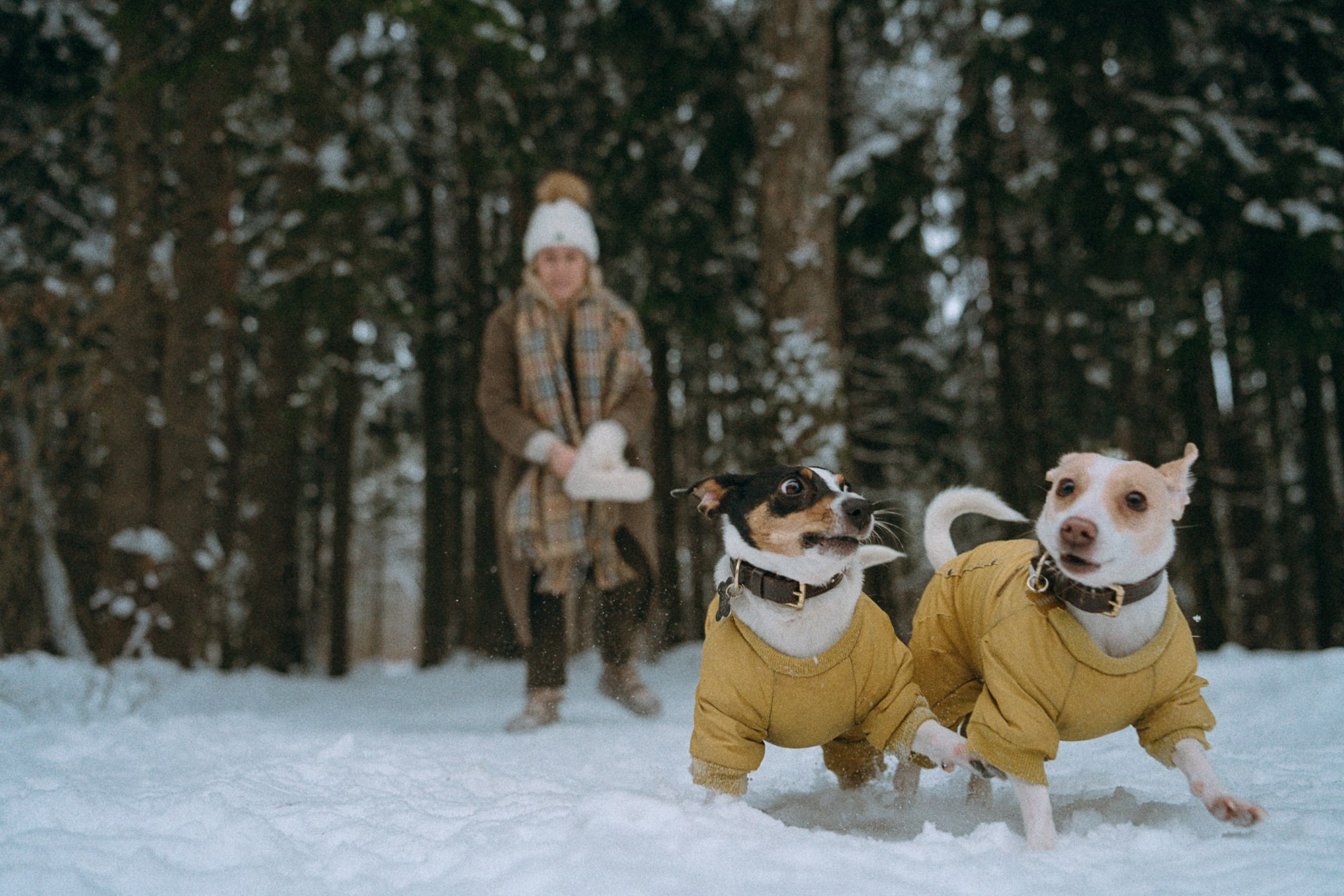 Алина, Ваниль и Элис. Фотограф анималист в Москве и Санкт-Петербурге Свиридова Анна