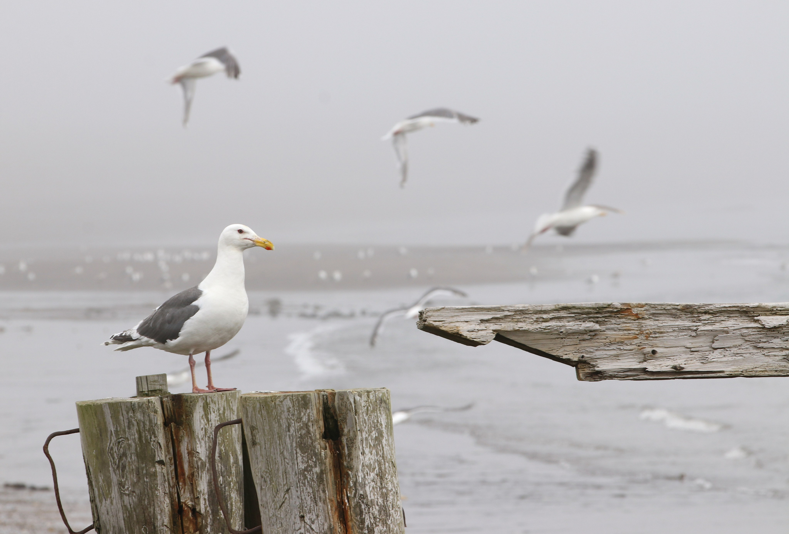 Камчатка и о. Парамушир. Июль 2024. Путешественник-фотограф из Санкт-Петербурга Татьяна Свистулина