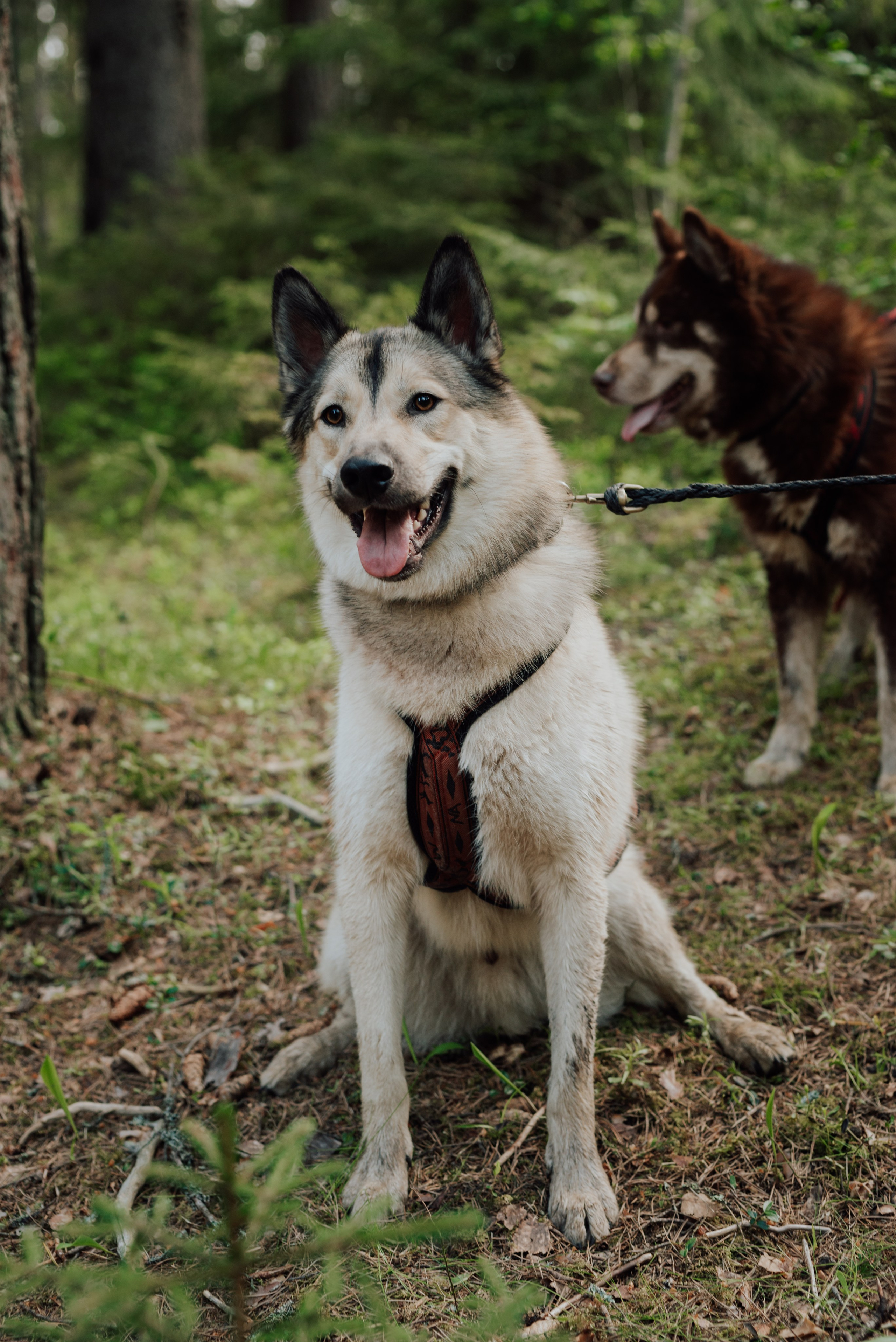 Догтрекинг. Фотограф в Санкт-Петербурге и Ленинградской области
