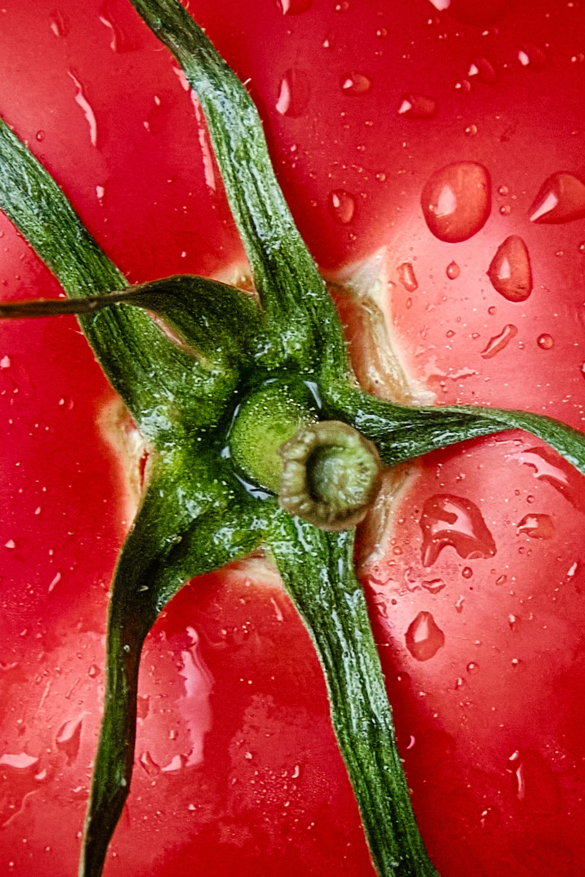 OGNIVO rest. Контент-креатор Паша Норицын