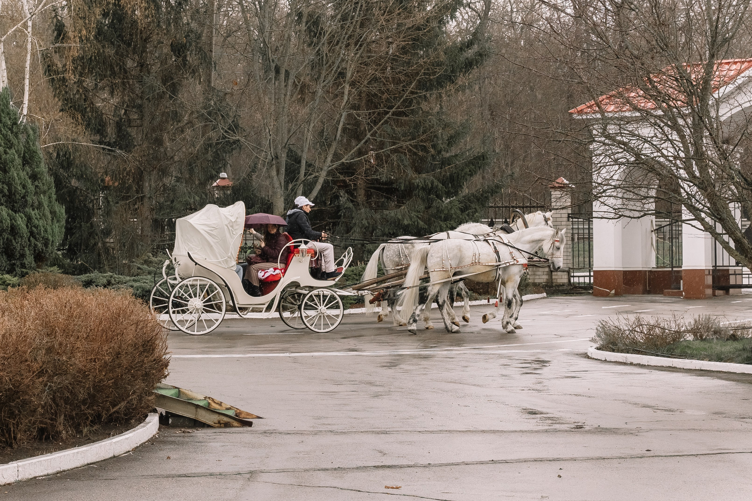 День Орловского рысака. Парк-отель Яр. Свадебный, репортажный фотограф Ирина Шкурина