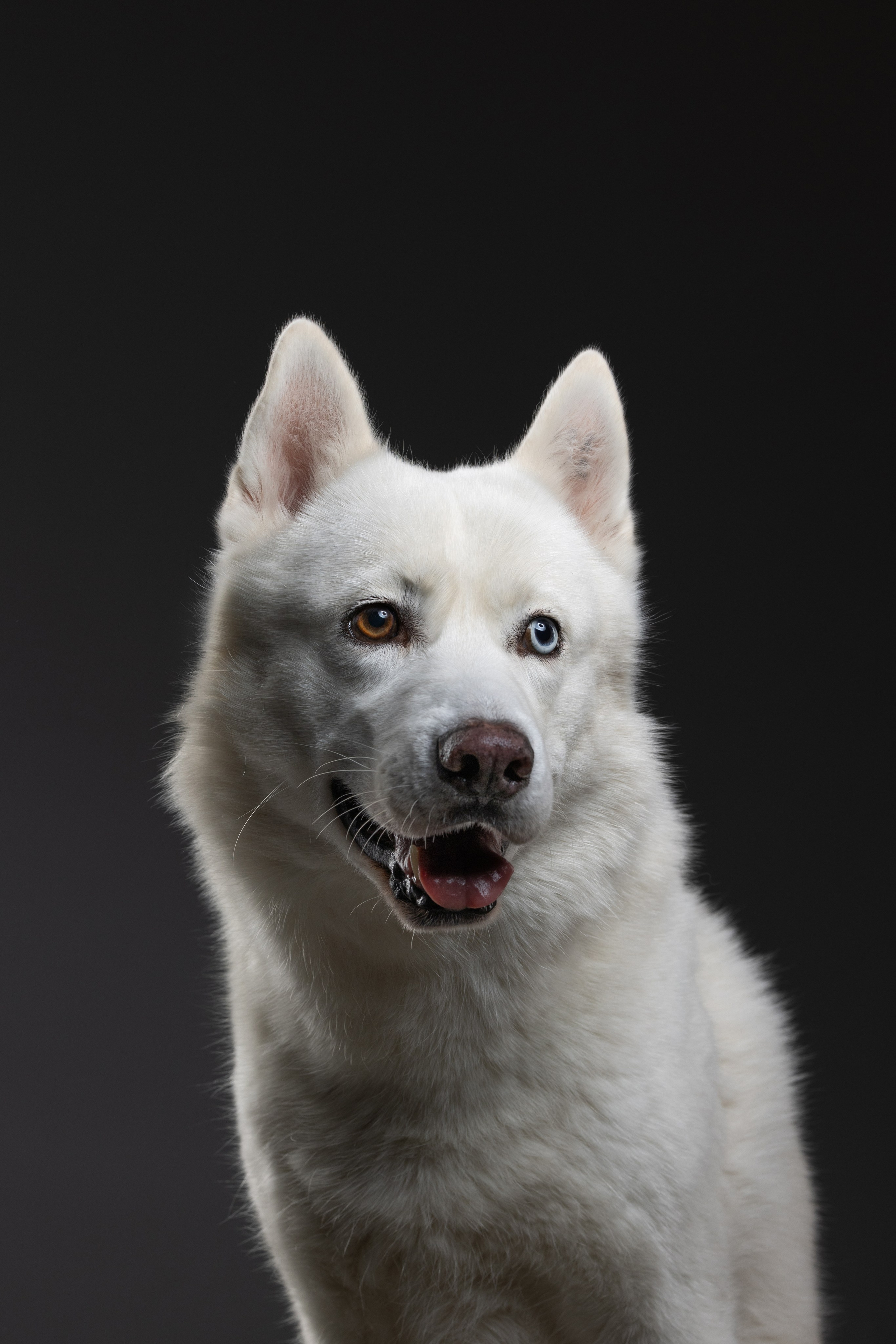 Рики и Гаруда. Фотограф анималист Осипчикова Мария