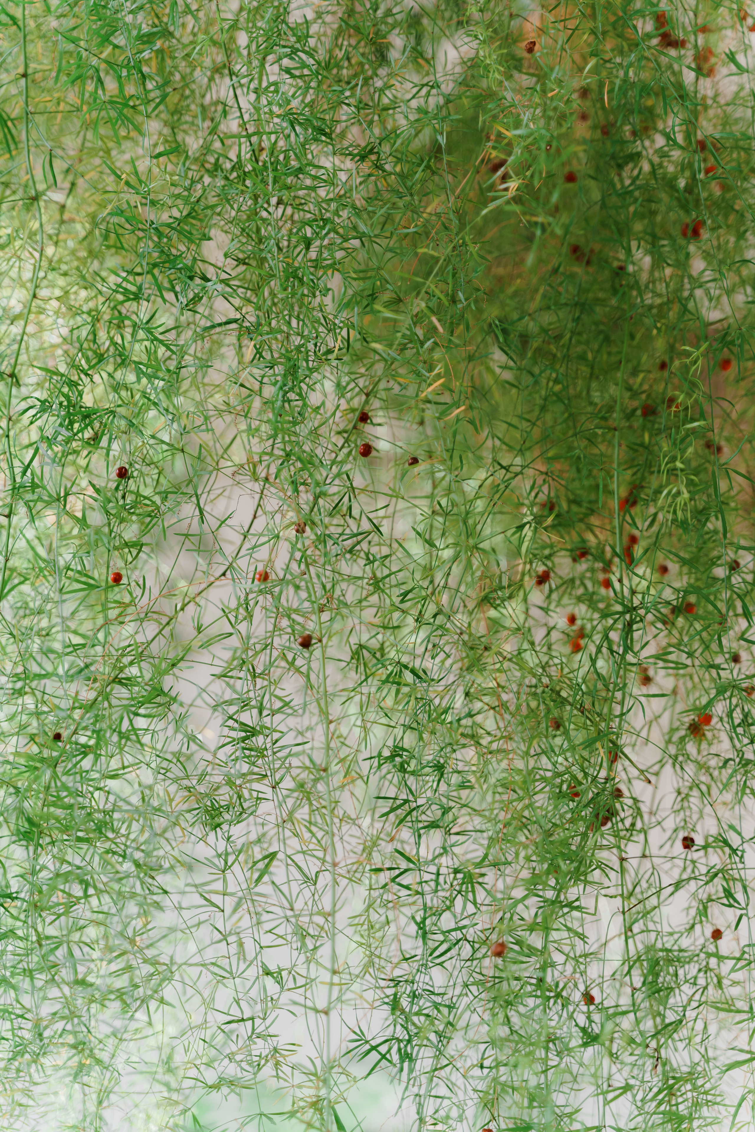 Свадебная фотосъемка, свадьба, свадебный фотограф, фотограф видеограф