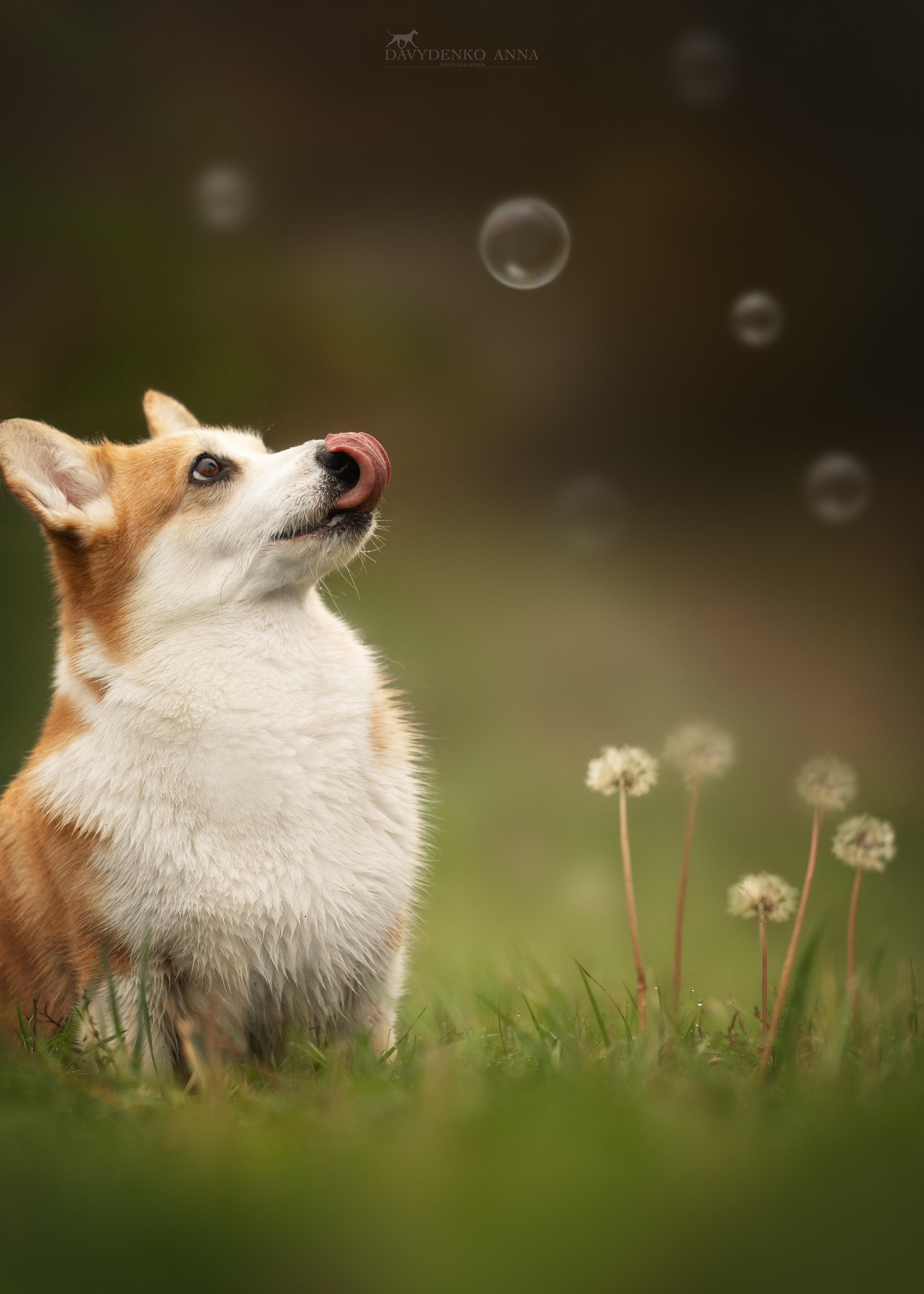 фотограф анималист краснодар