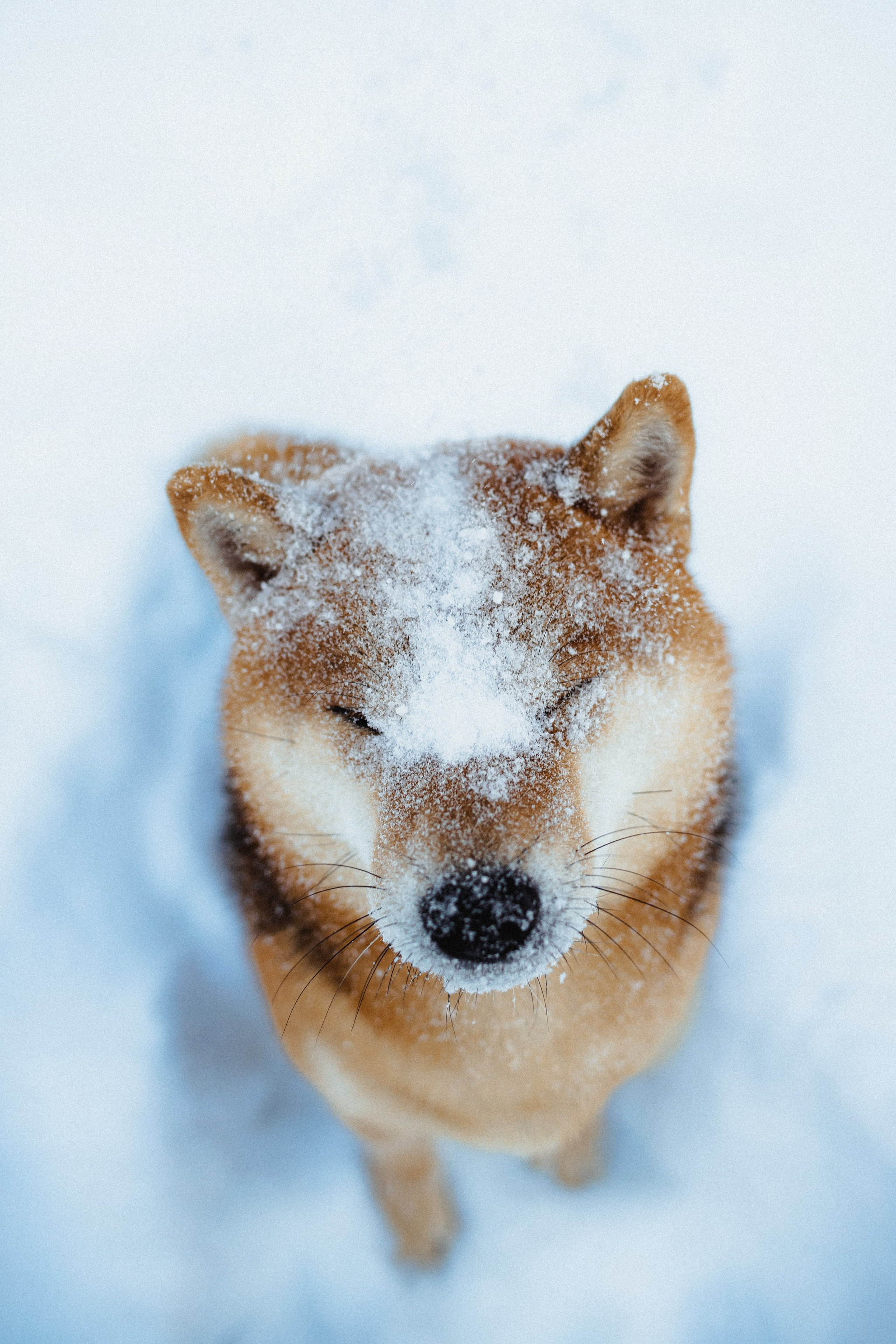 Шед, Цири и Ира