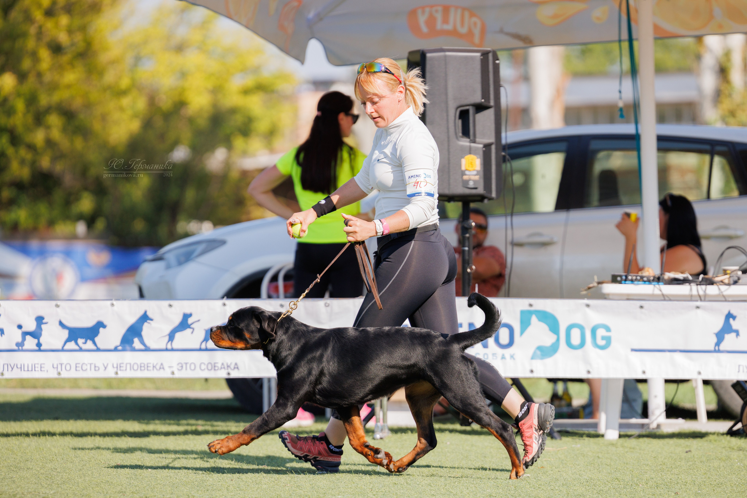 Анапа ротвейлеры 14-15.09.2024. Фотограф-анималист Юлия Германика