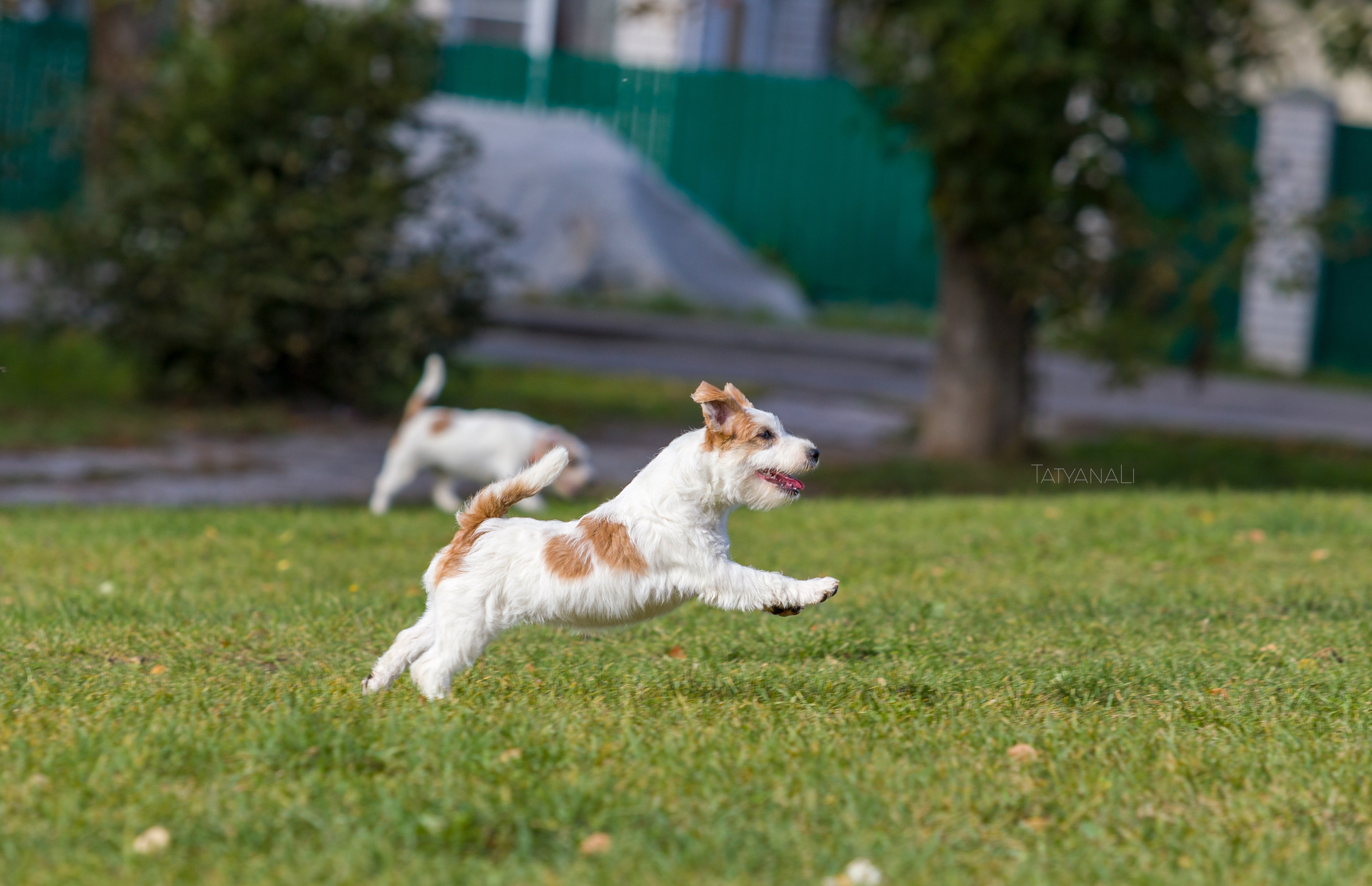 Ассорти. Фотограф — анималист Татьяна Ли