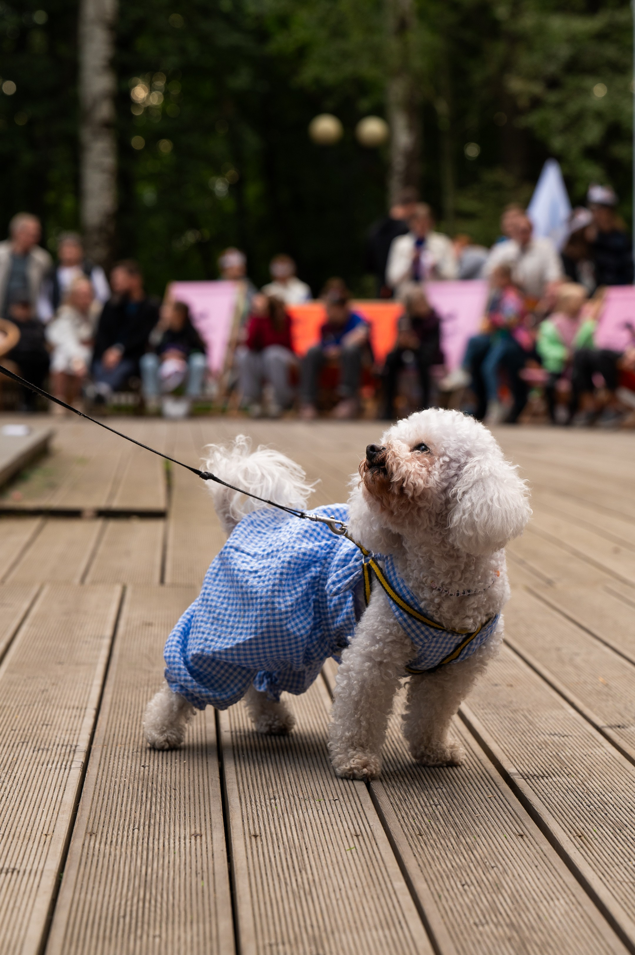 4lapy fest 2025. Photographer in Moscow Anna Chistiakova