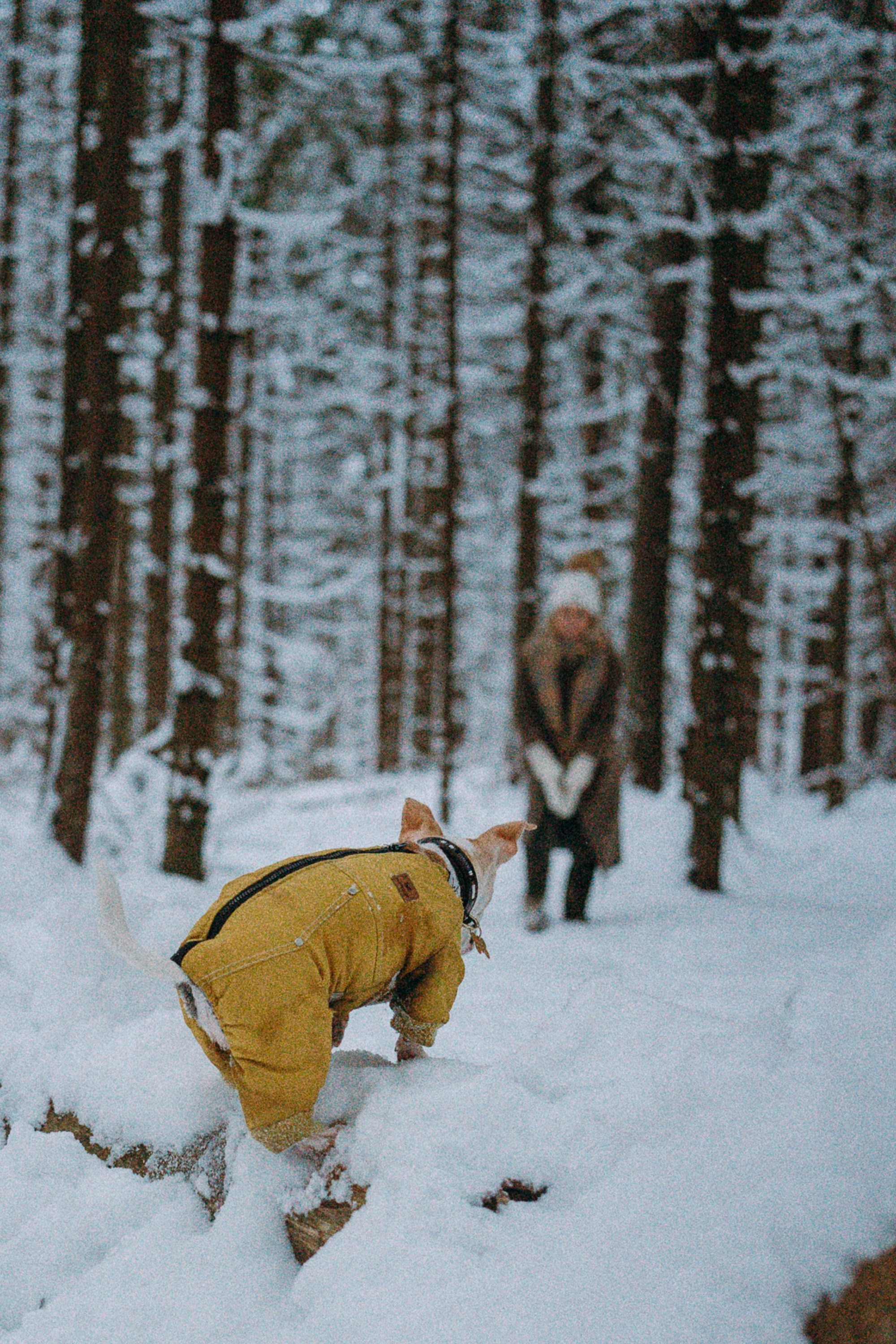 Алина, Ваниль и Элис. Фотограф анималист в Москве и Санкт-Петербурге Свиридова Анна