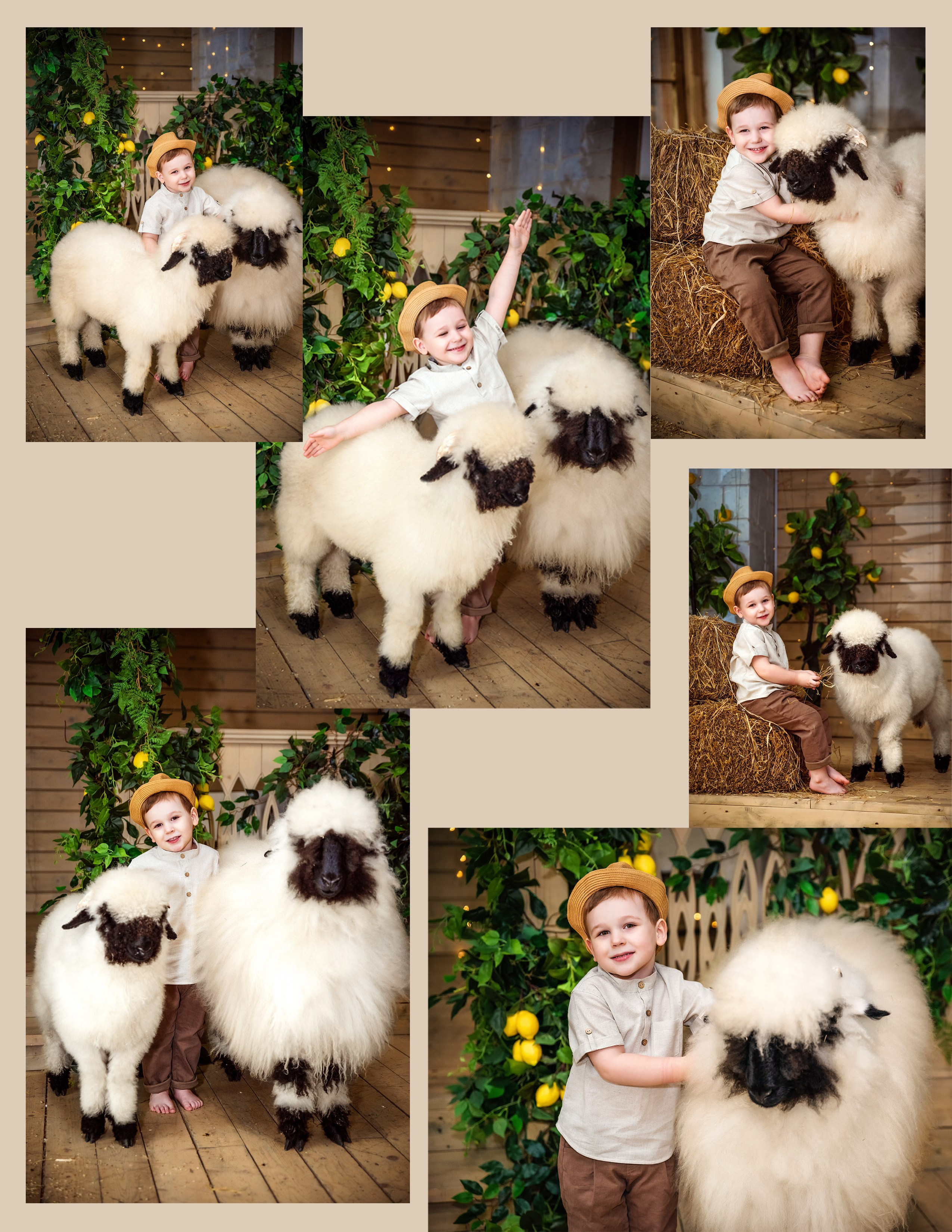 Овечки. Фотограф в Москве Lidiya_Li_Photo