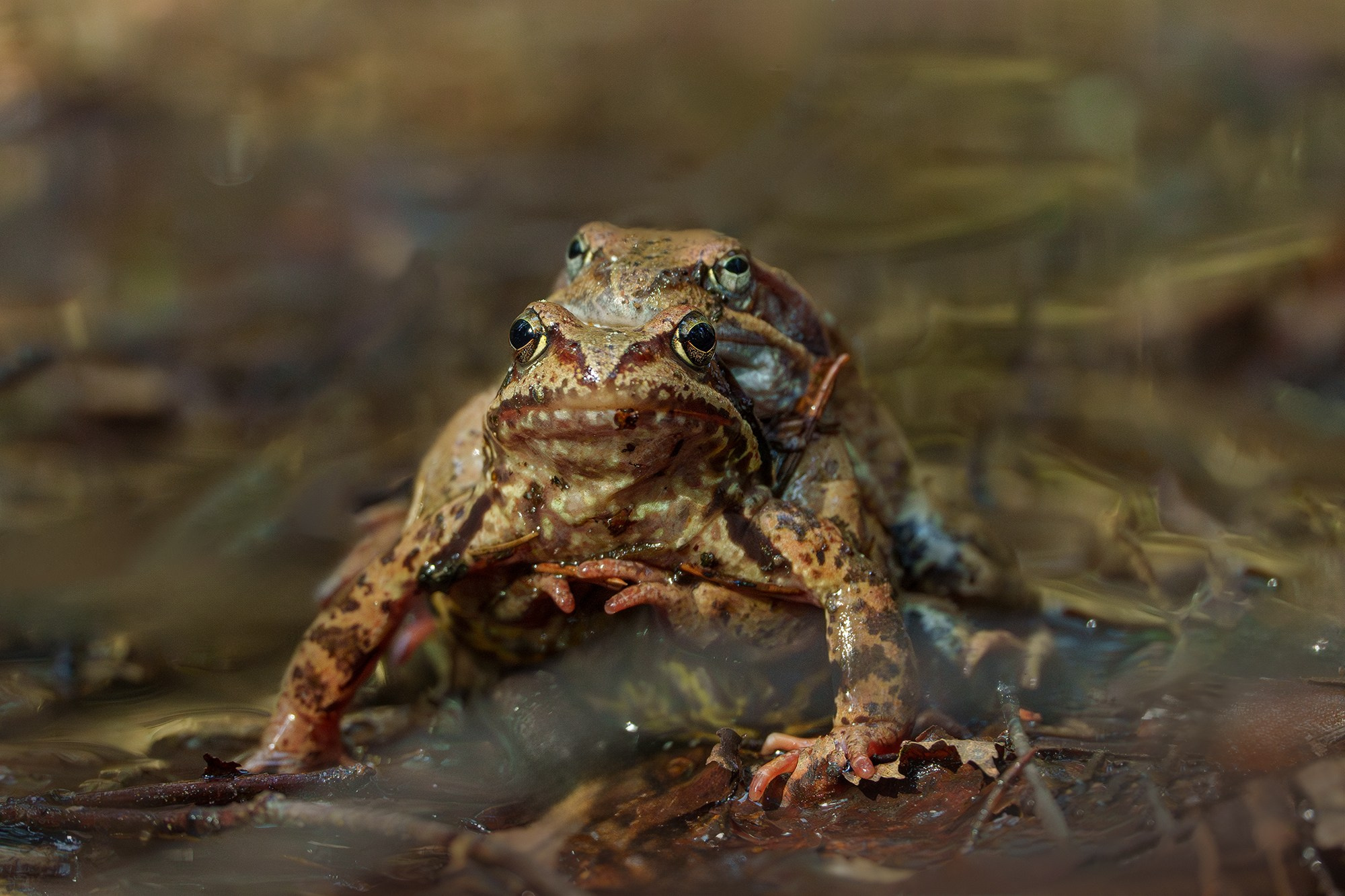 Животные. Ваш личный фотограф Марина Волкова