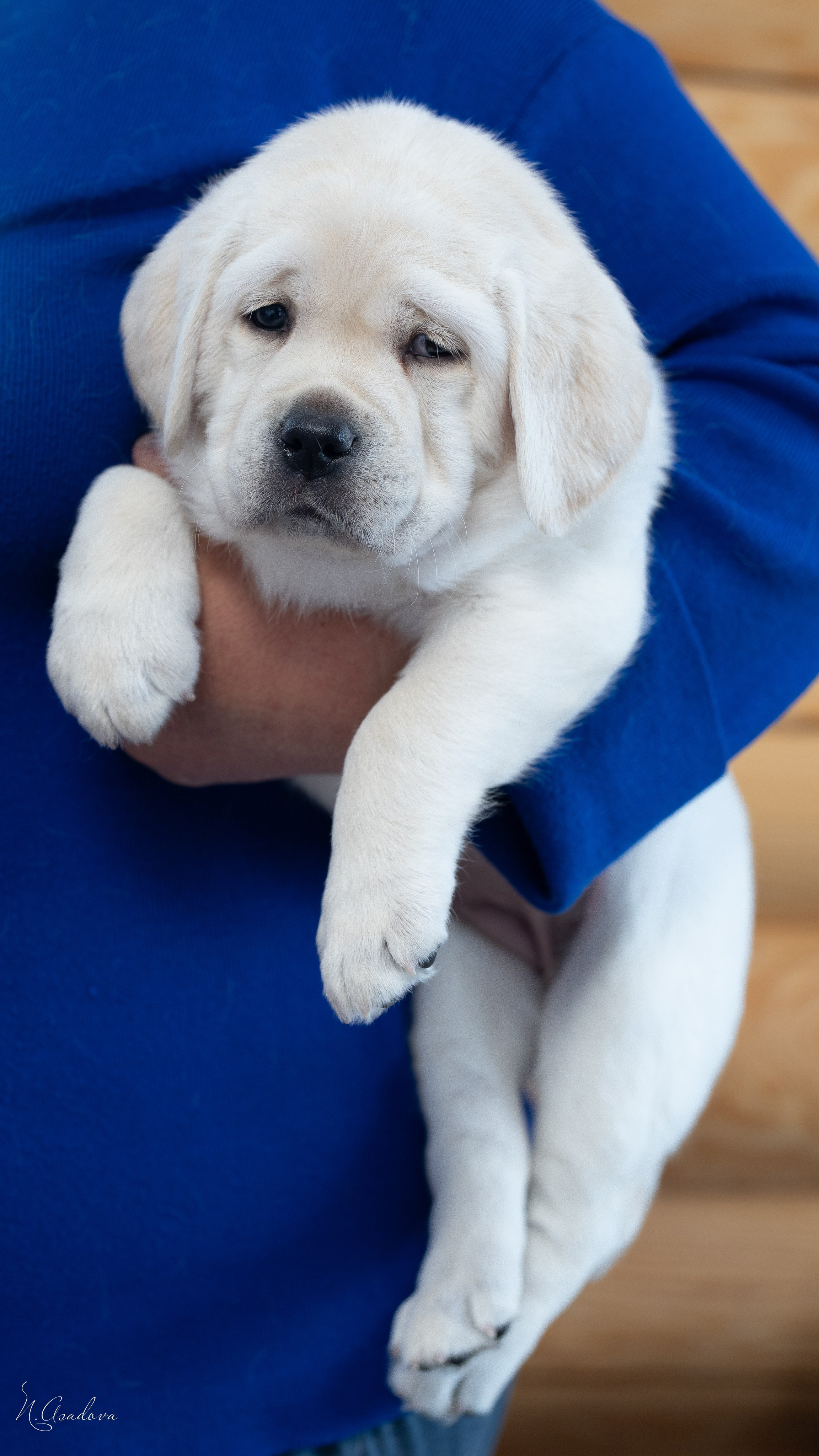 Лабрадоры Помет Ч. Фотограф-анималист Асадова