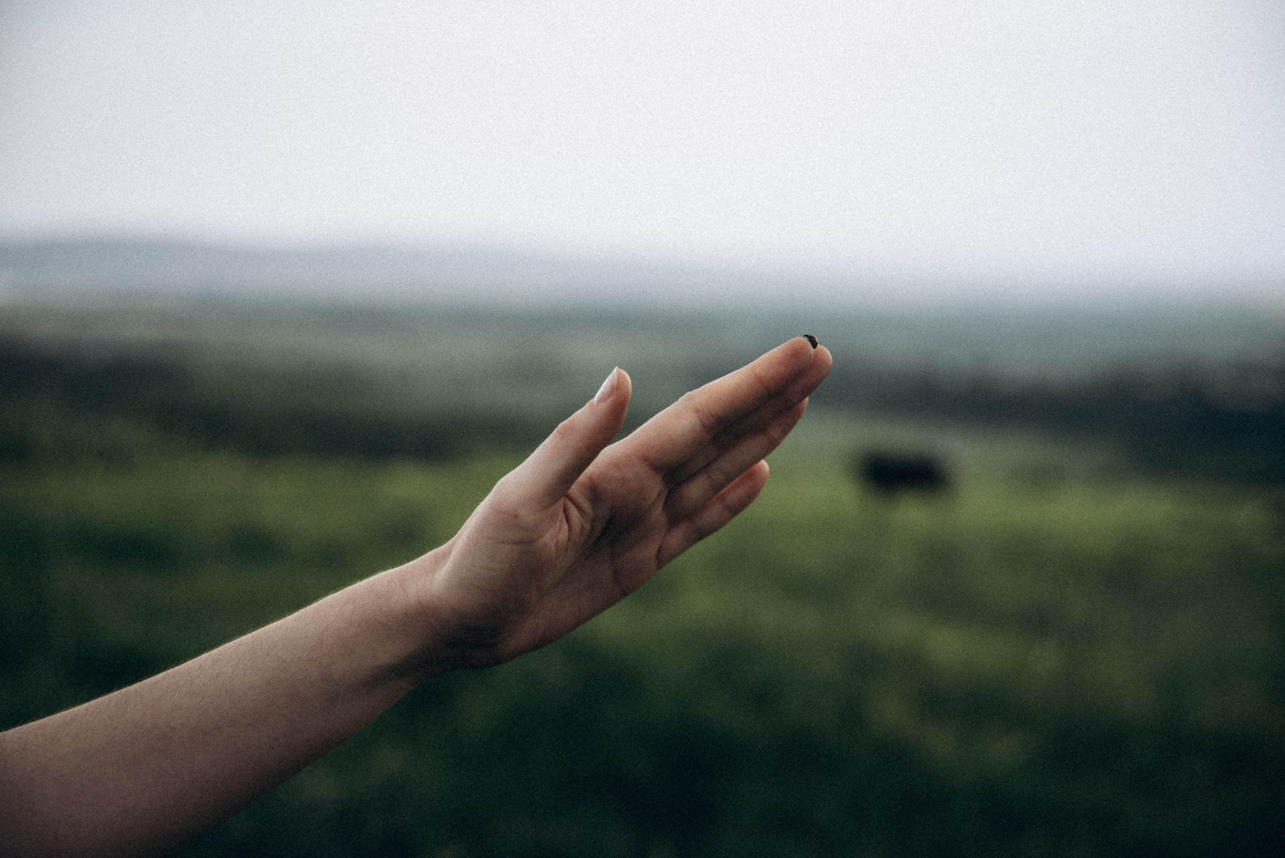 Коджори, Грузия 🇬🇪 «Honey Trip». Anita_photo