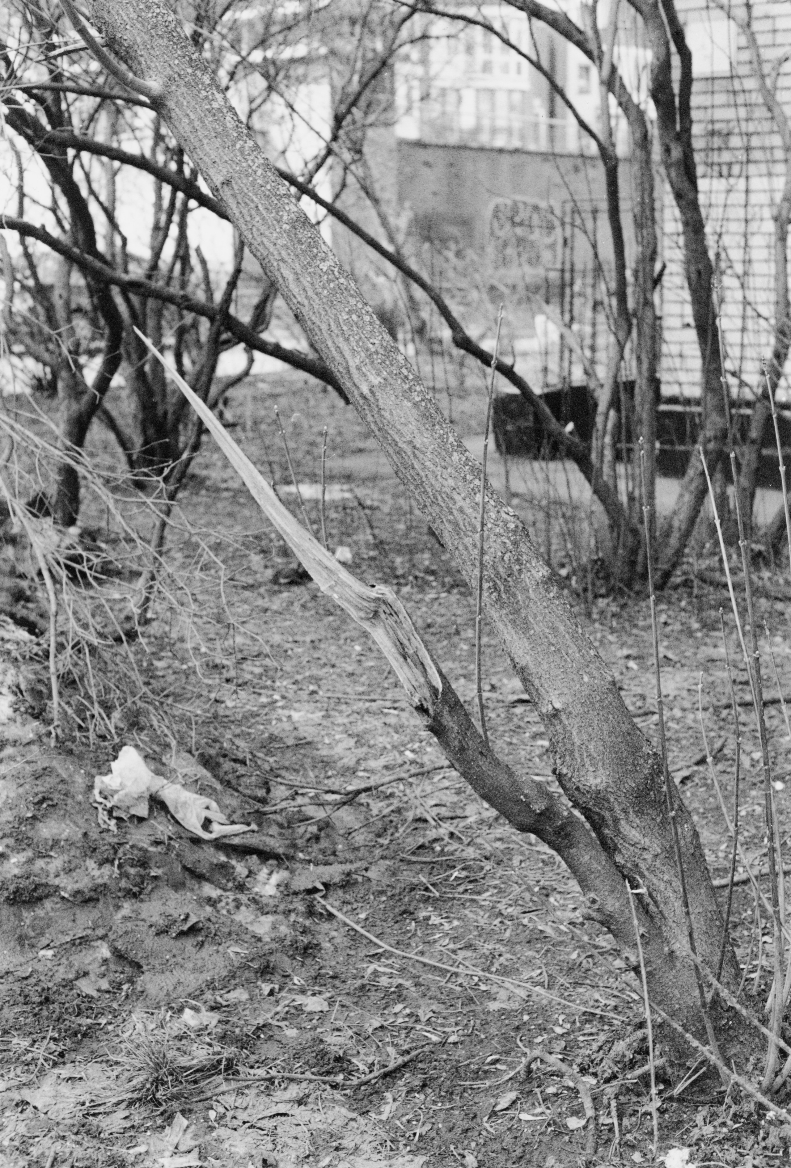 Prints. Maria Abdullaeva