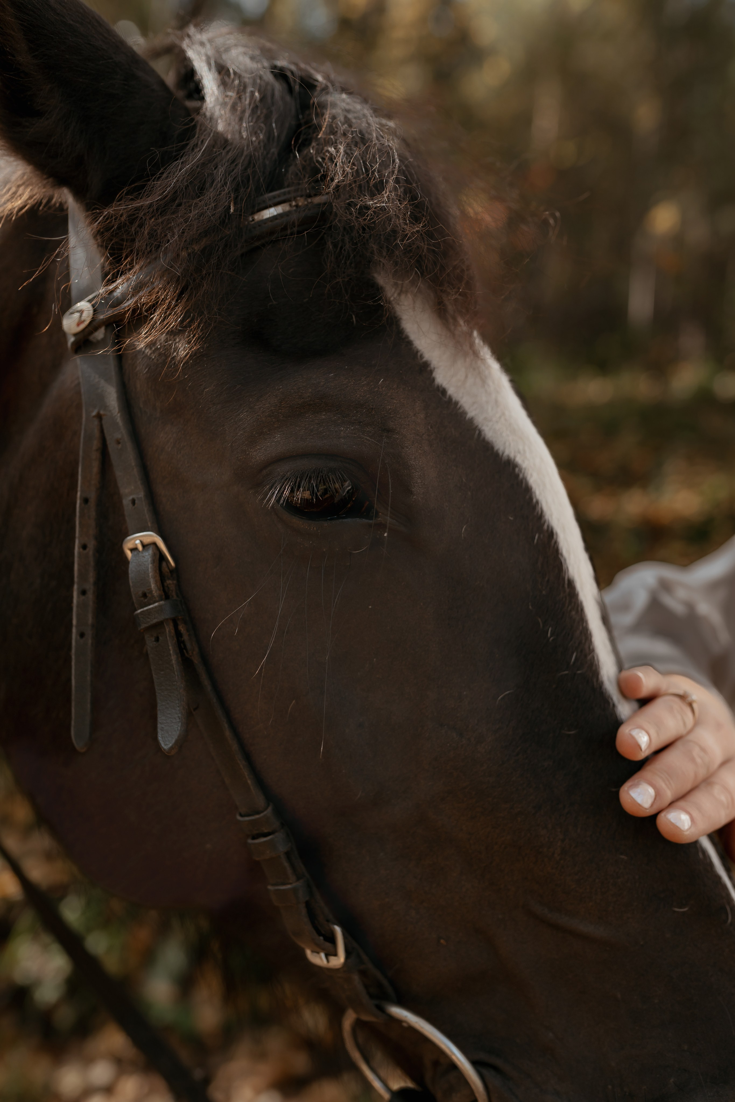На конном дворе. Фотограф Ким Наталья в Красноярске