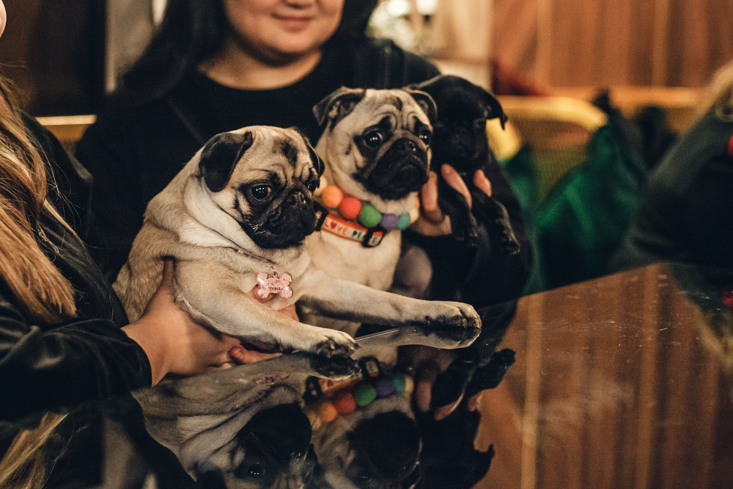 Мопсовстреча 02.12.2023. Фотограф-анималист Татьяна Степанова