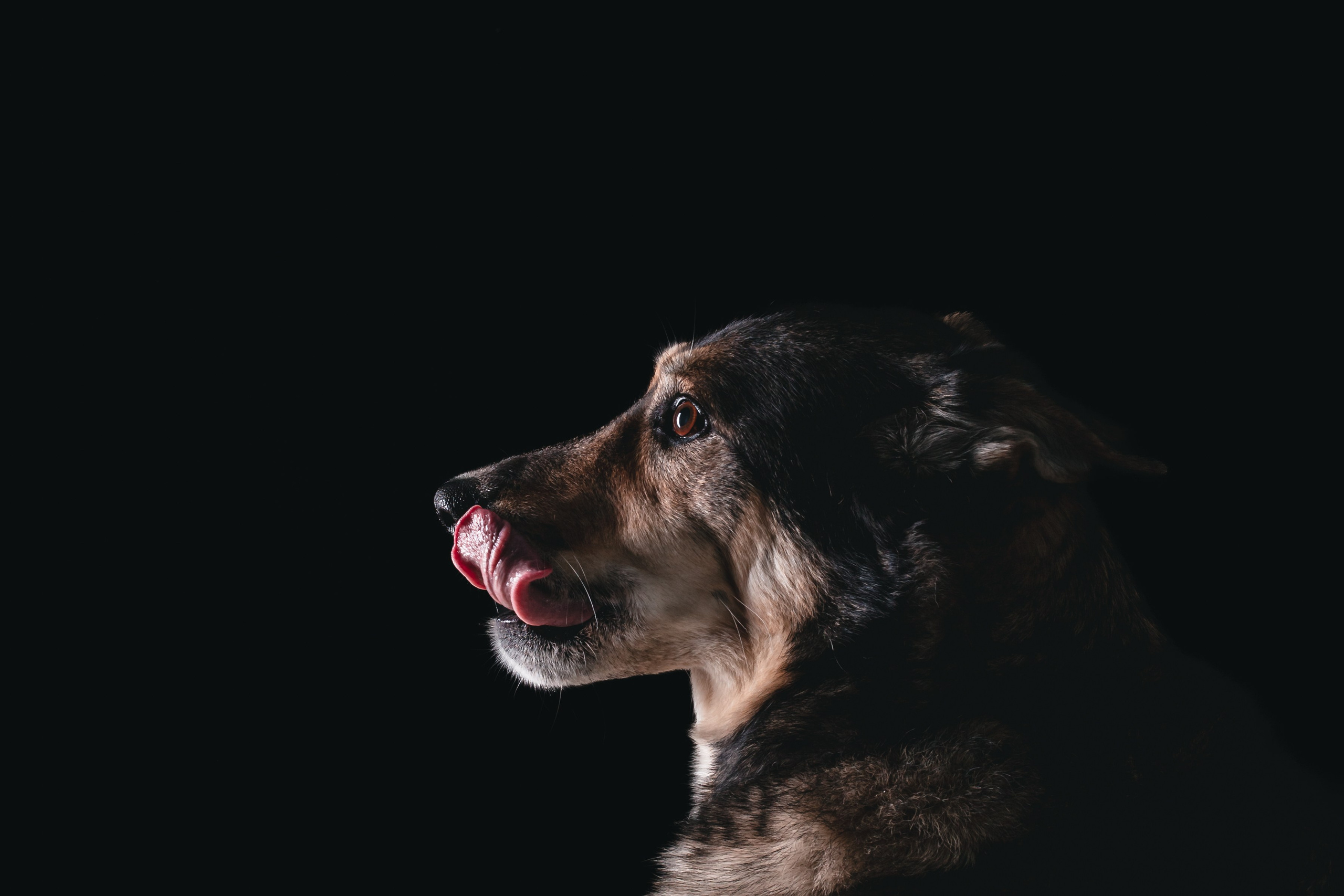 Студийная фотосессия с цветным светом. Фотограф-анималист Татьяна Степанова