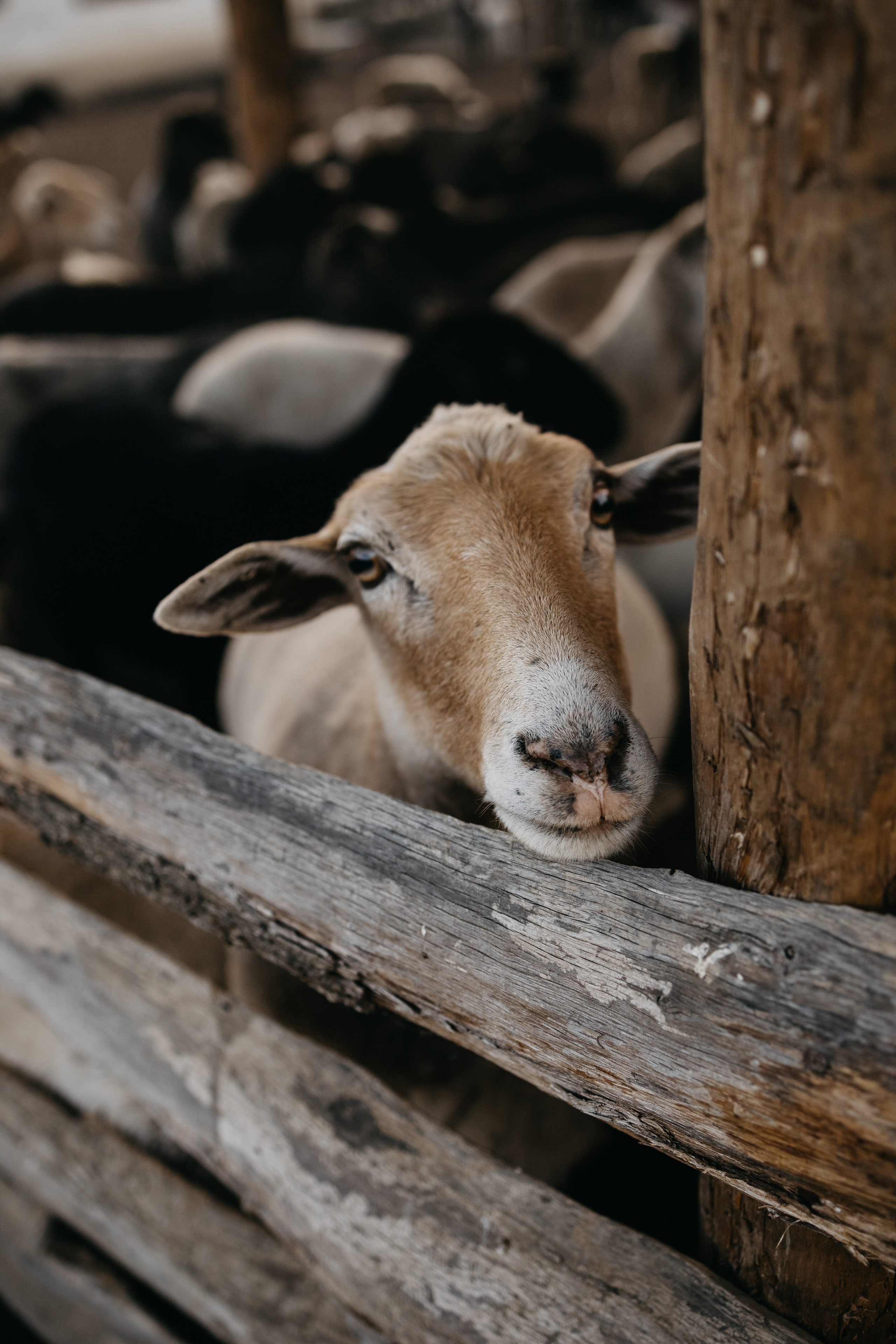 Семейные. Семейный фотограф Краснодар. Екатерина Акчурина