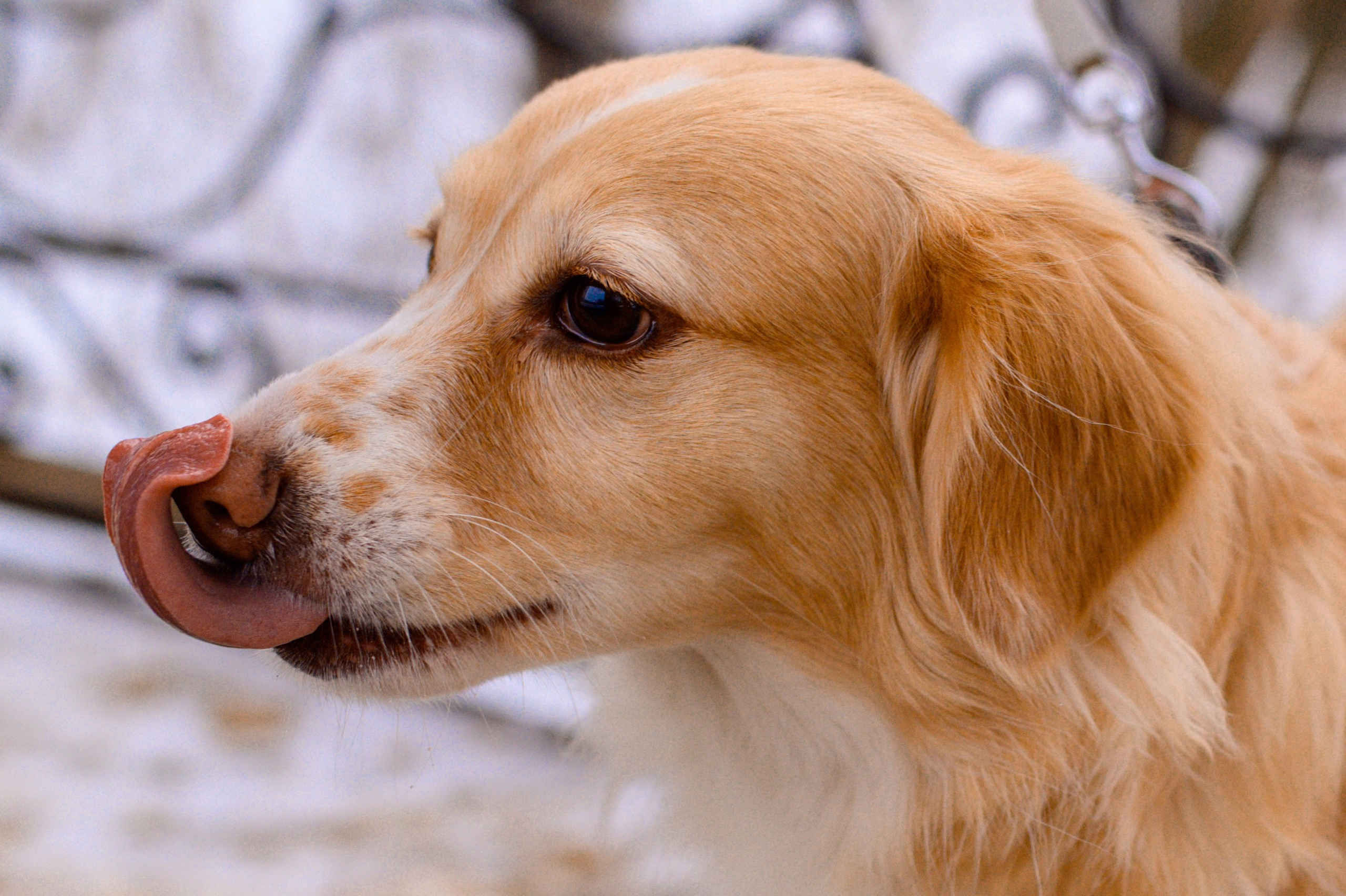 Прогулка с собакой. Семейный фотограф в Москве Ольга Барсукова