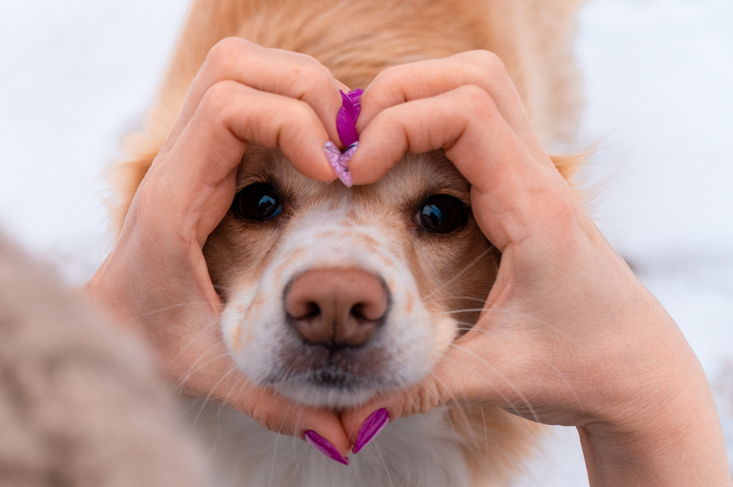 Прогулка с собакой. Семейный фотограф в Москве Ольга Барсукова