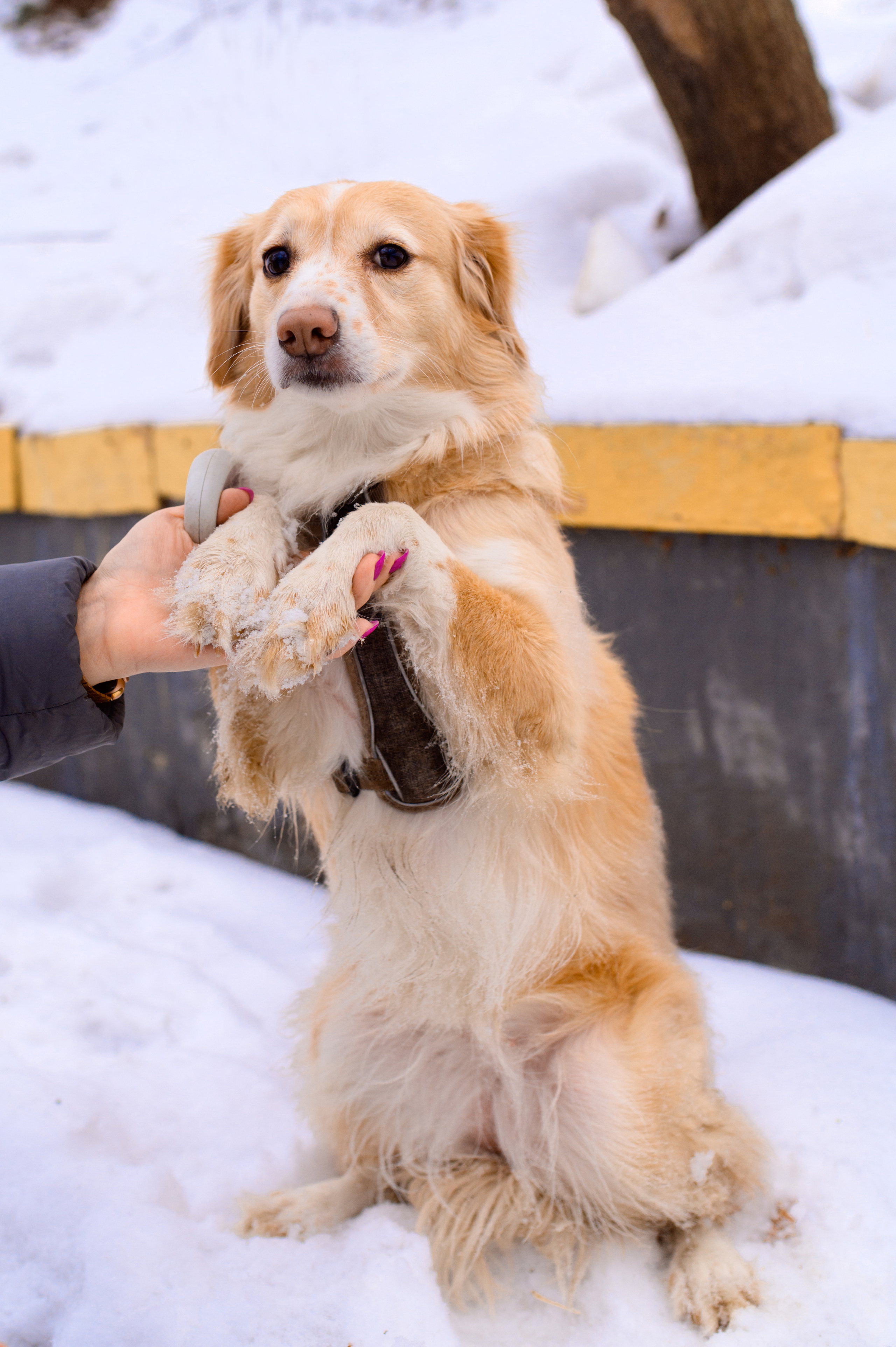 Прогулка с собакой. Семейный фотограф в Москве Ольга Барсукова