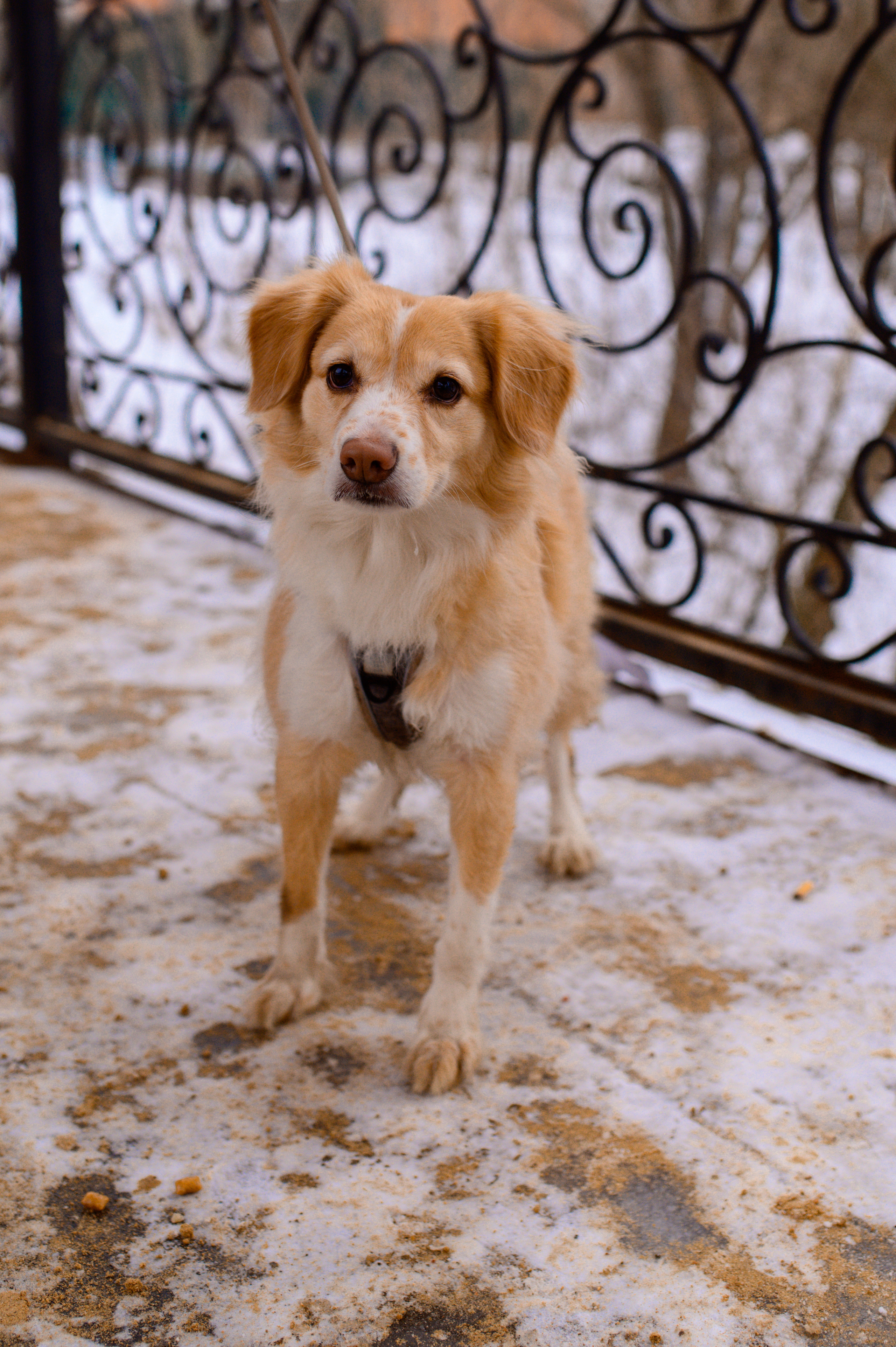 Прогулка с собакой. Семейный фотограф в Москве Ольга Барсукова