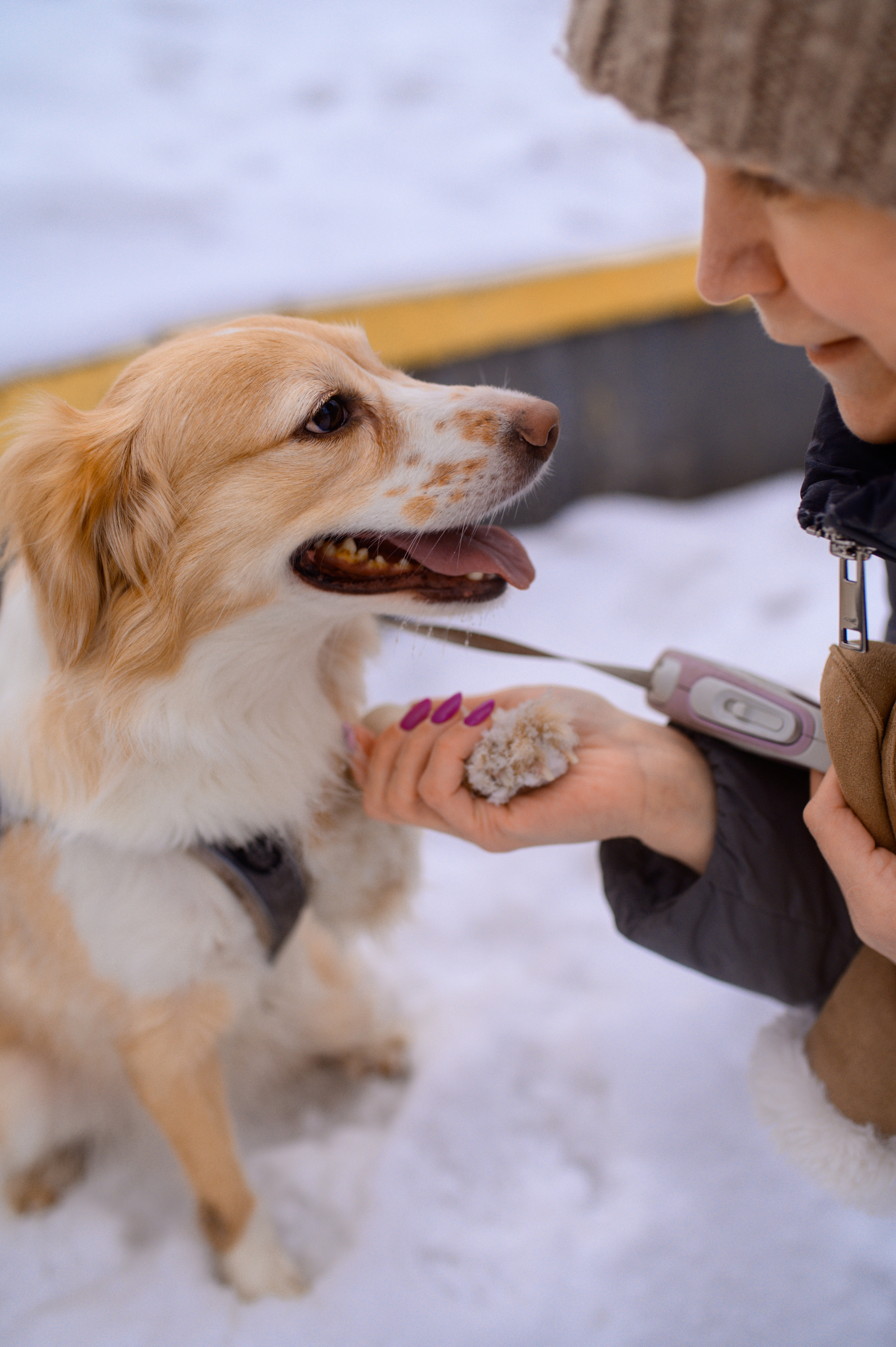 Прогулка с собакой. Семейный фотограф в Москве Ольга Барсукова