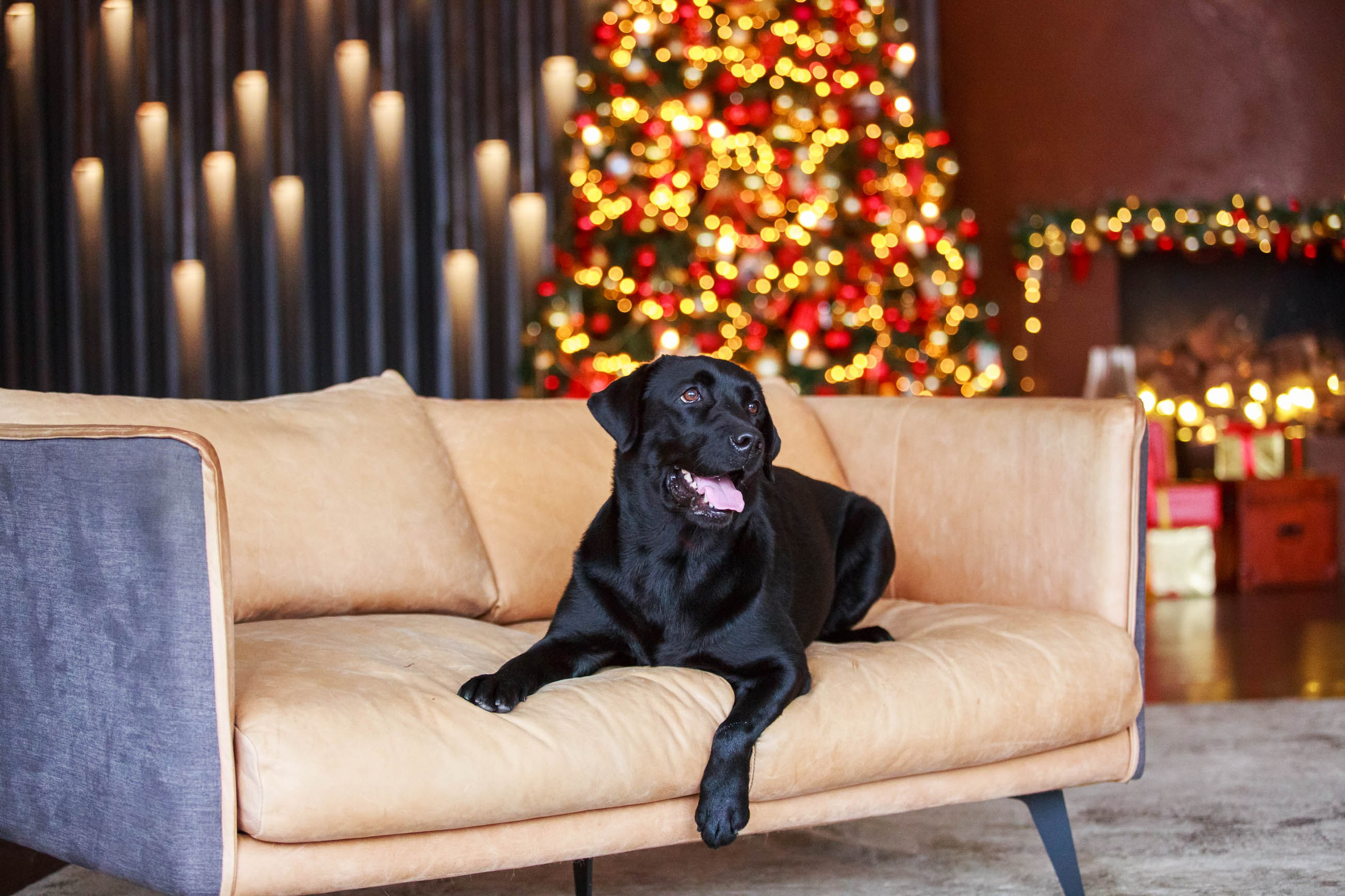 Лабрадор ретривер и курчавошерстный ретривер фотосессия на Новый год в фотостудии. Семейный и детский фотограф в Москве Мария Быкова