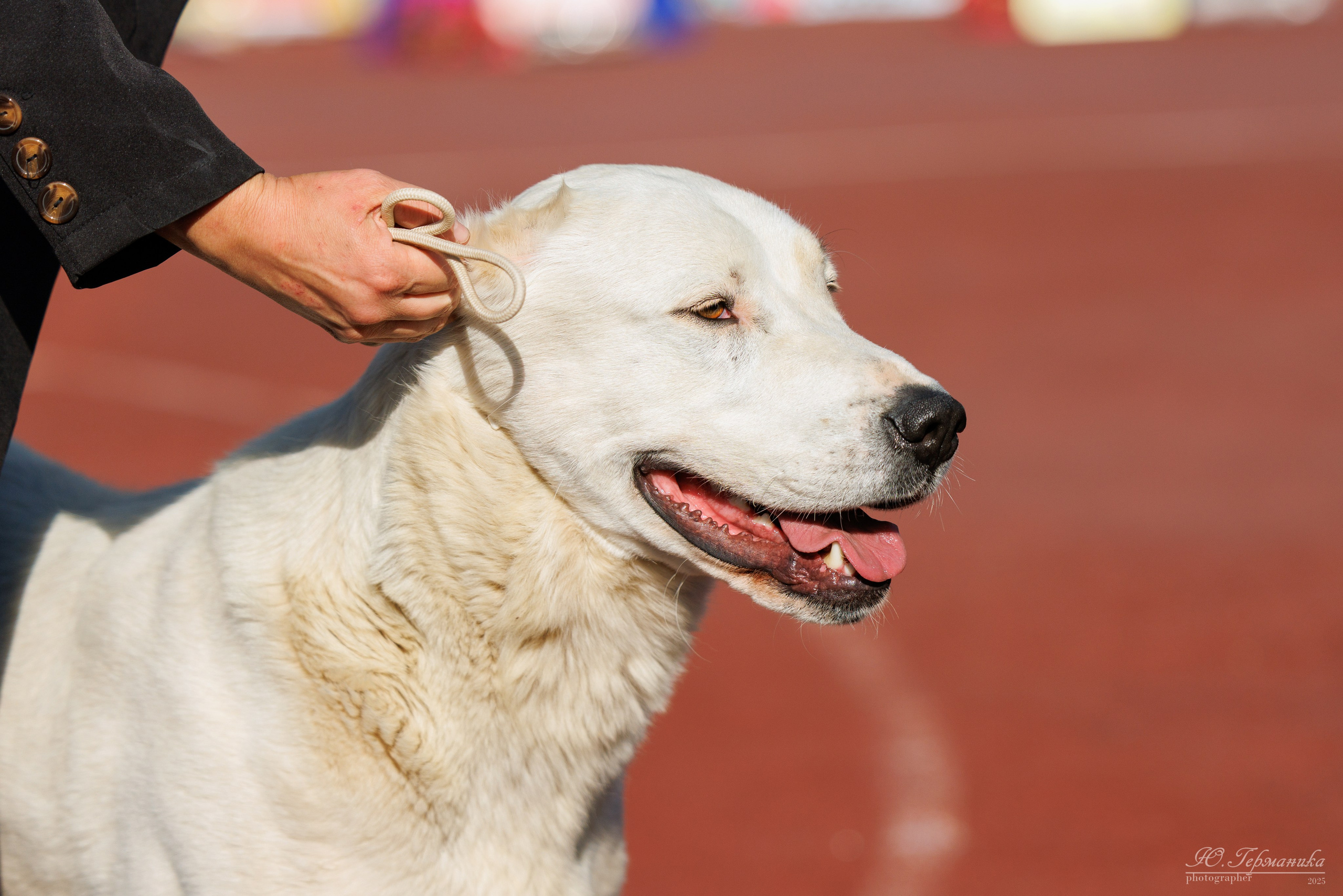 Коломна 30.08.2025. Фотограф-анималист Юлия Германика
