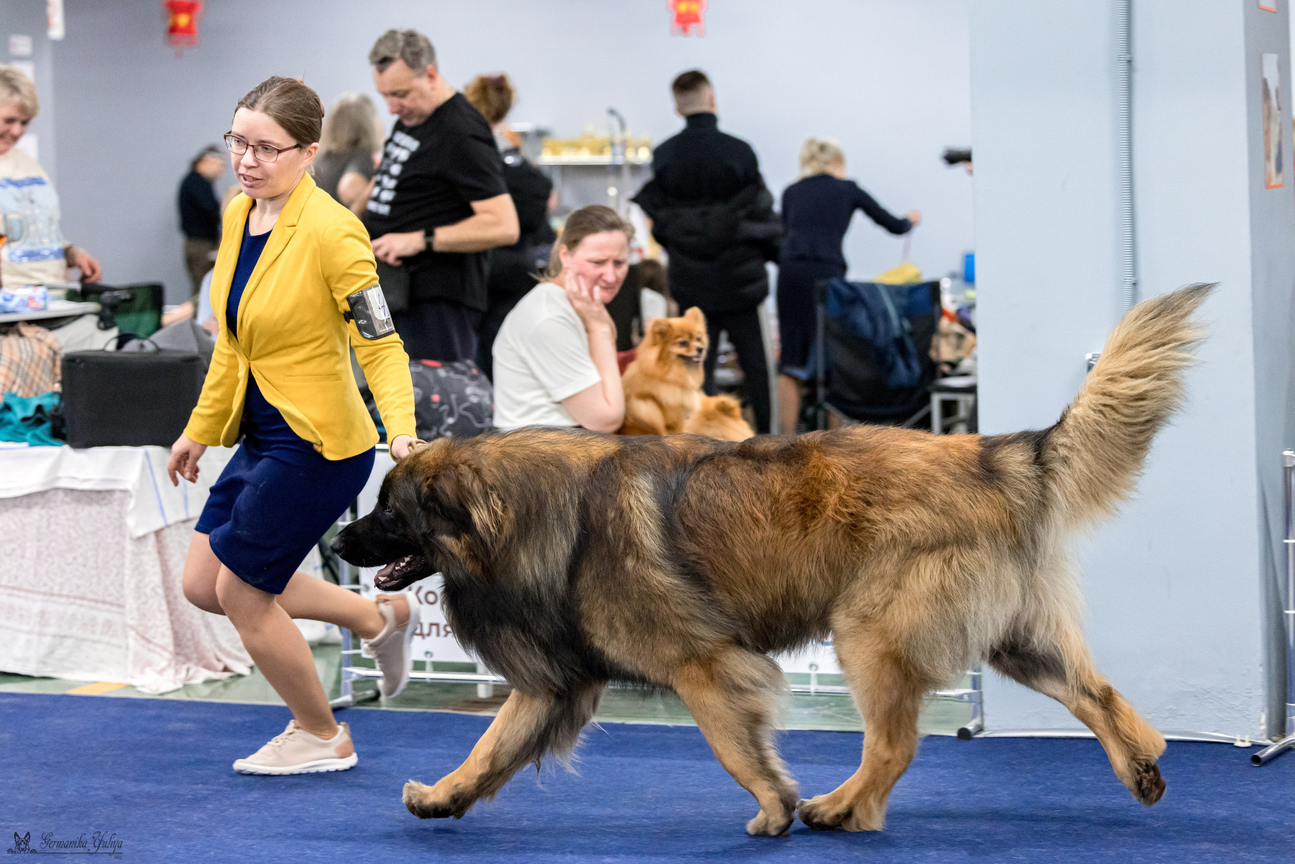 Сфера 29.10,Крокус 4.11,Сфера 12.11.2023. Фотограф-анималист Юлия Германика