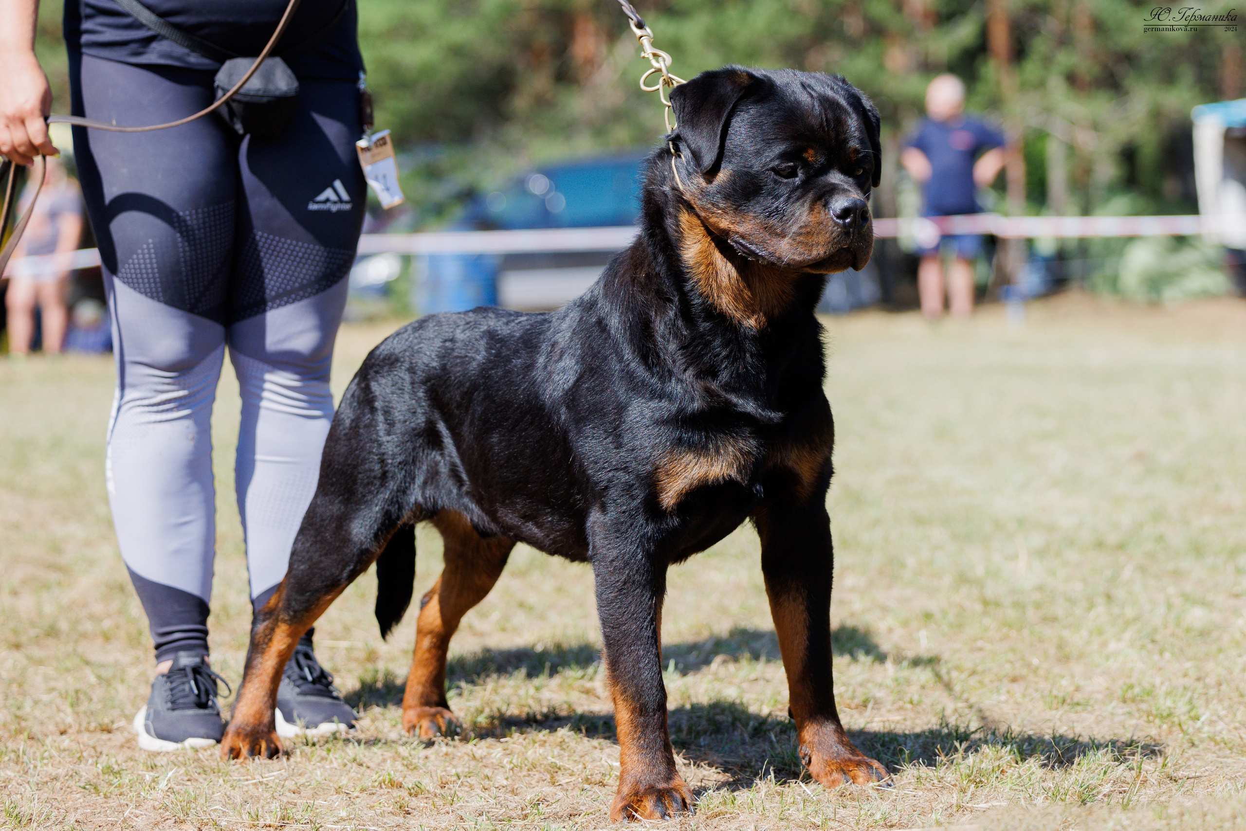 ПК и КЧК ротвейлеры Тверь 6-7.07.2024. Фотограф-анималист Юлия Германика