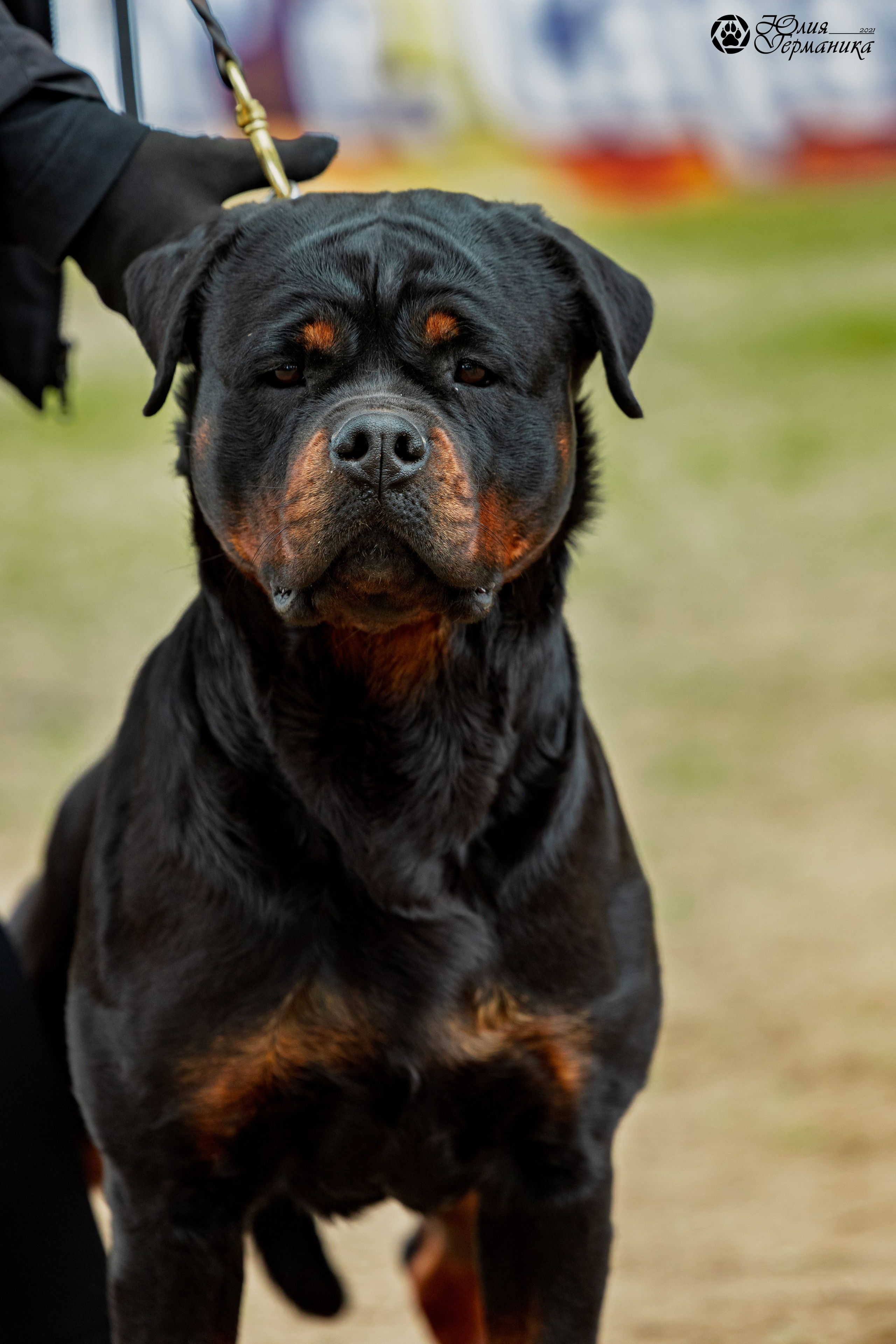 Саратов моно ротвейлеров 26-27.04.2025. Фотограф-анималист Юлия Германика