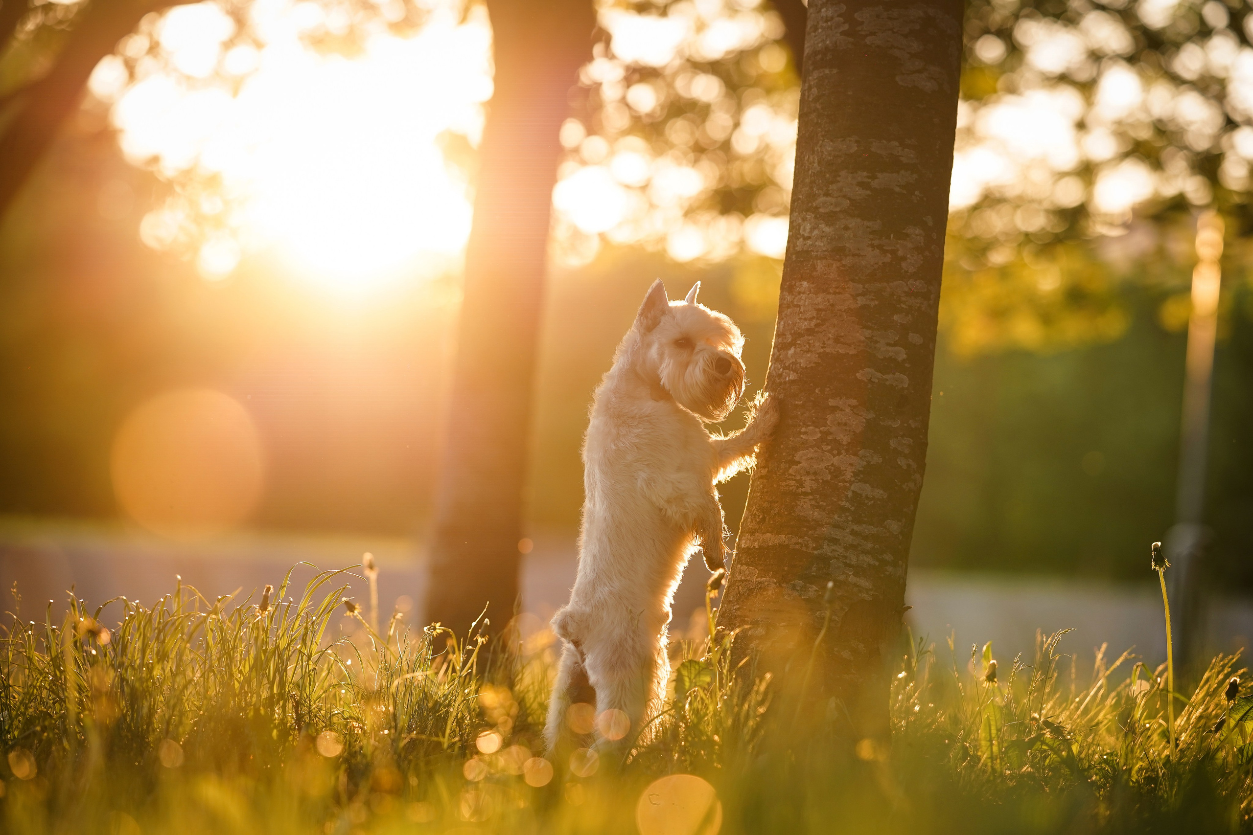 Оля и Доминик. Фотограф-анималист в Санкт-Петербурге Яна Мартынова