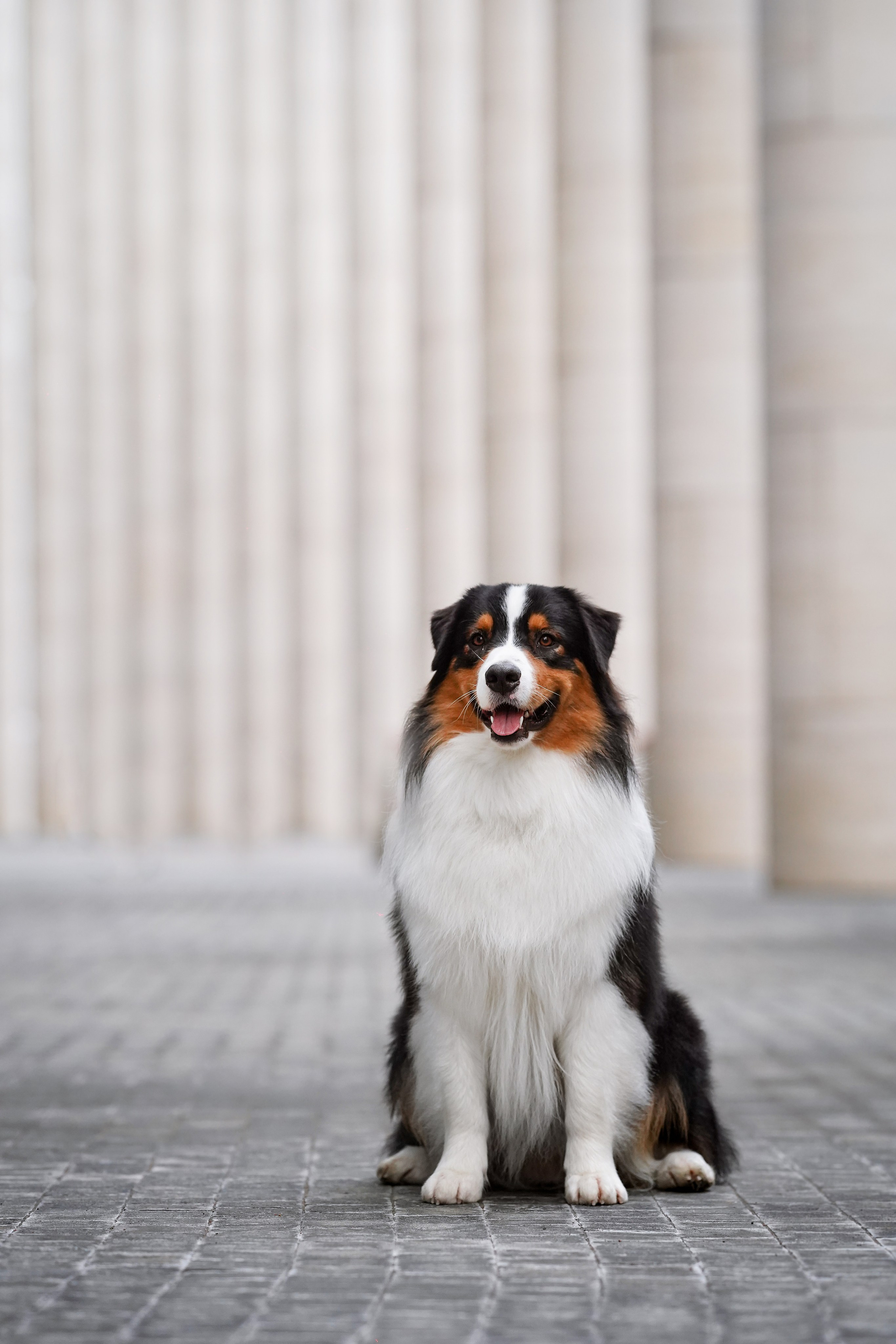 Кристина Катя Гермиона и Бэст. Фотограф-анималист в Санкт-Петербурге Яна Мартынова