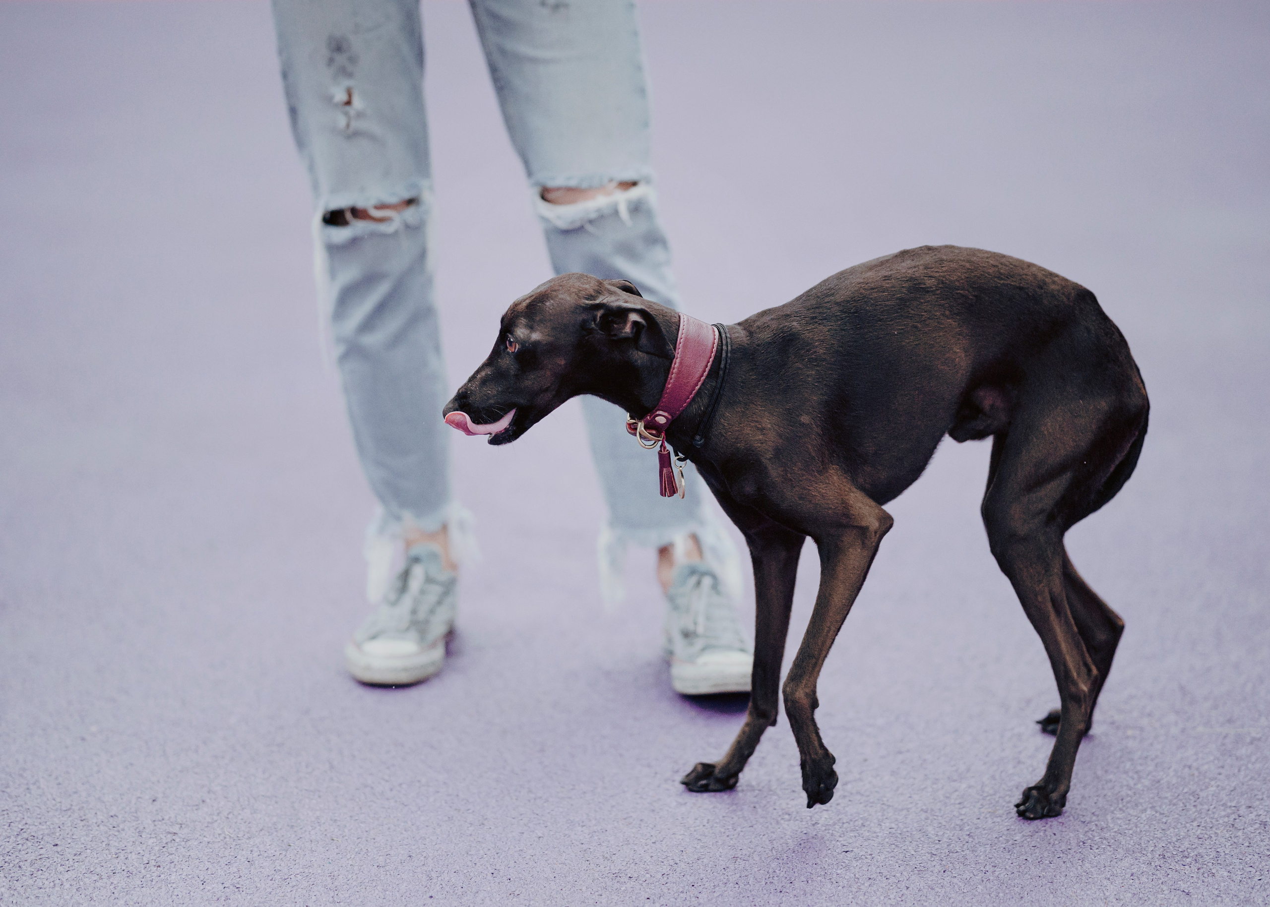 Дофи. Фотограф- анималист Александра Матвеева