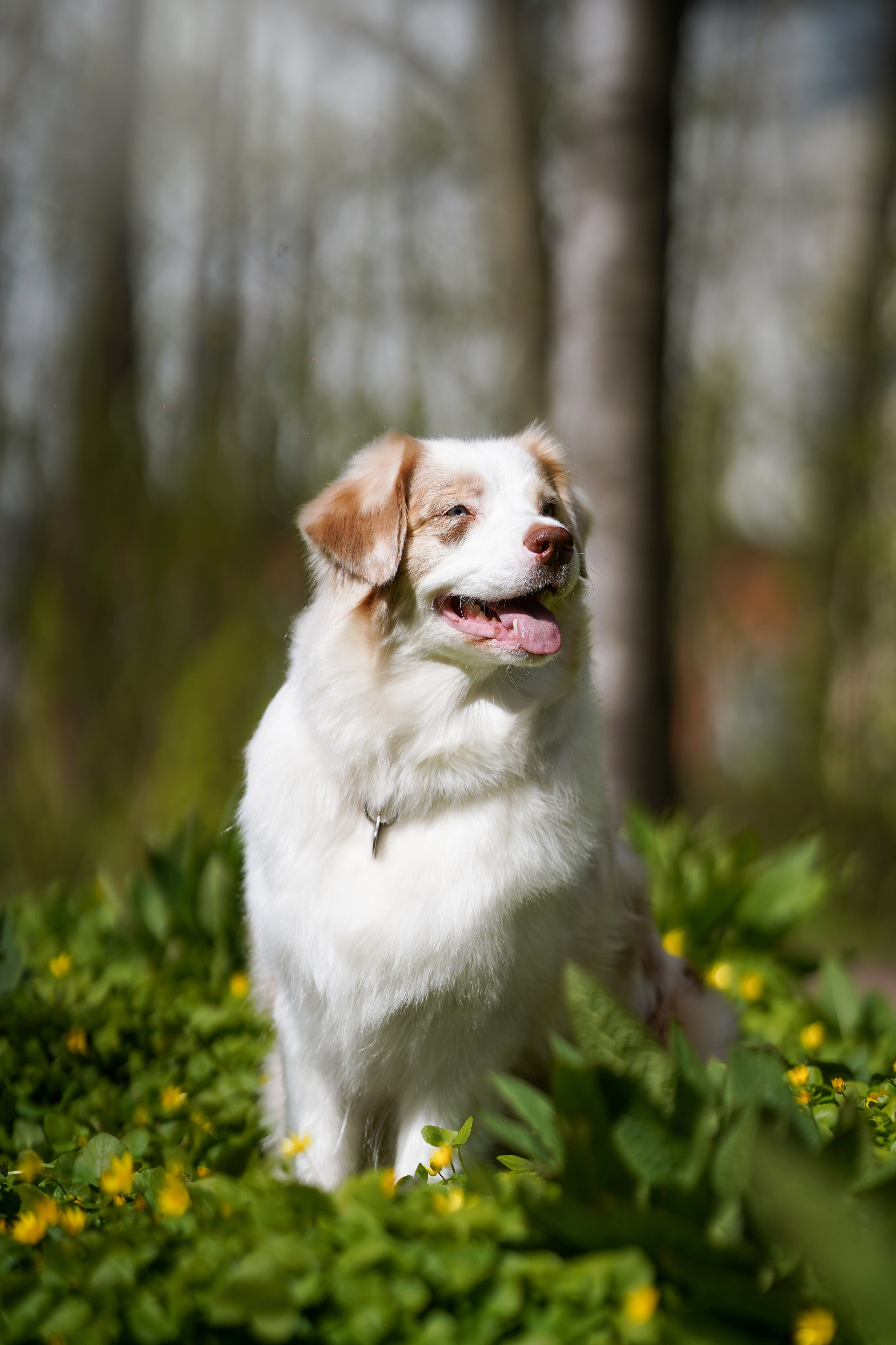 Рокки и Гермиона. Фотограф-анималист в Санкт-Петербурге Яна Мартынова