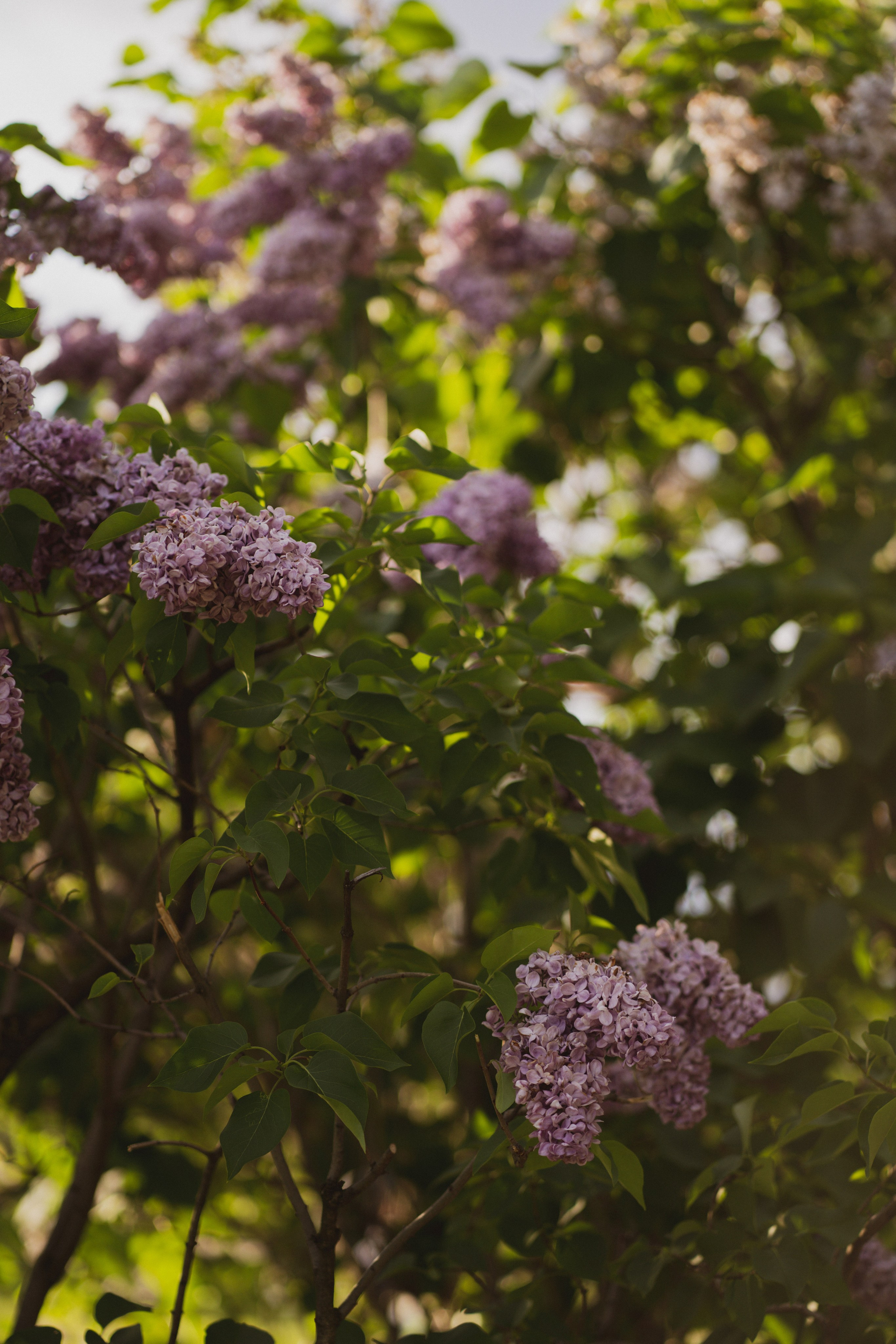 Катя, Арсений и Пух. Свадебный фотограф в Москве Анна Полушина