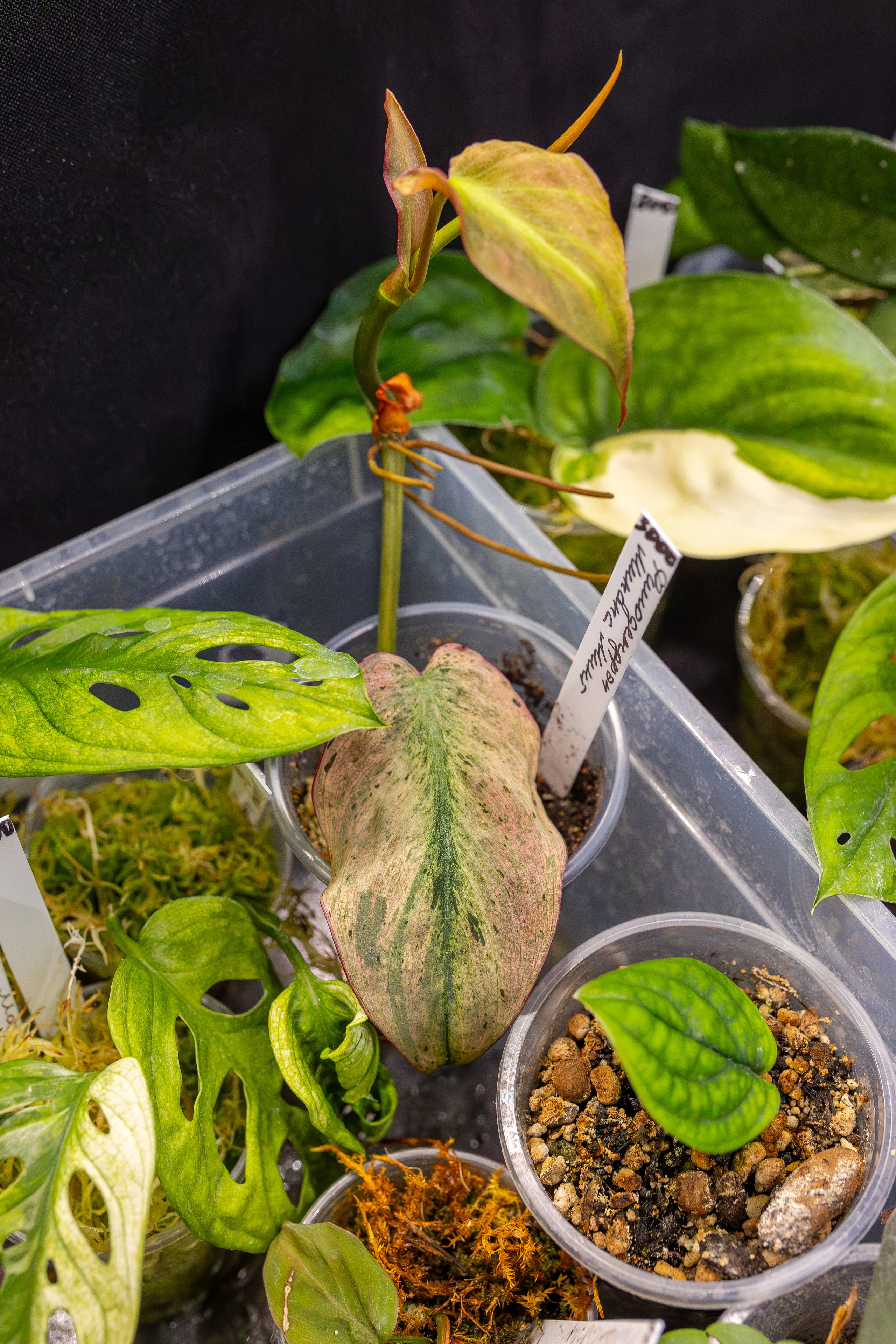 Монстериум 11–12 октября. Александра Куликова фотограф, Москва