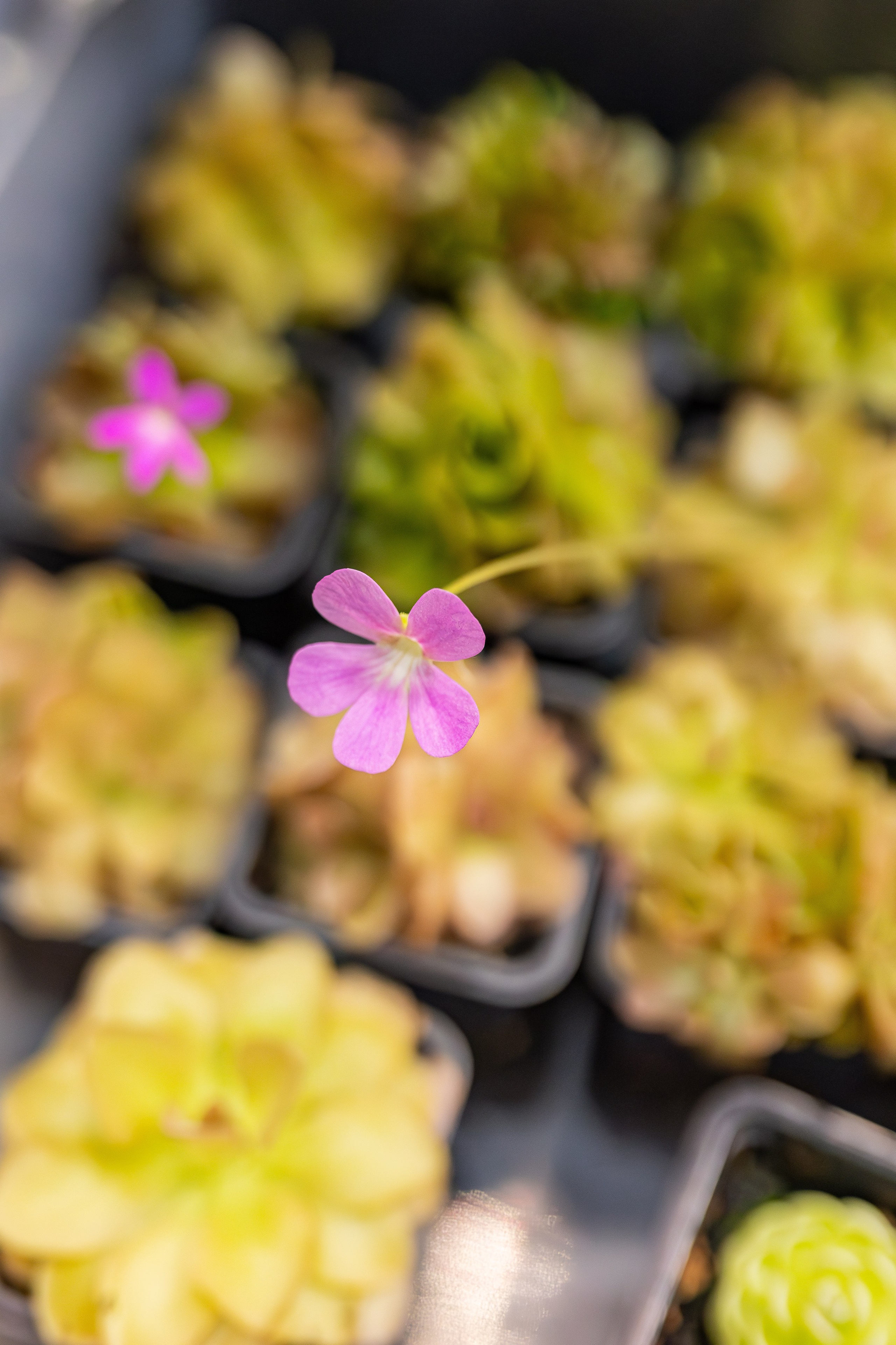 Монстериум апрель 2026. Александра Куликова фотограф, Москва