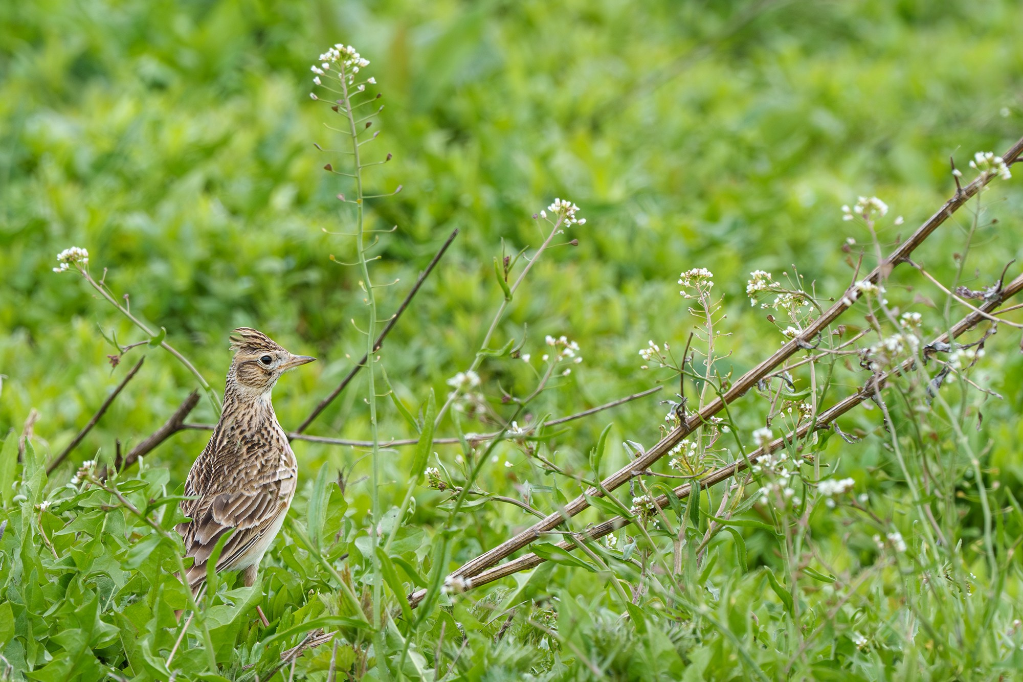 Удивительные мир птиц. Вокруг нас столько прекрасного — присмотритесь!. Ваш личный фотограф Марина Волкова