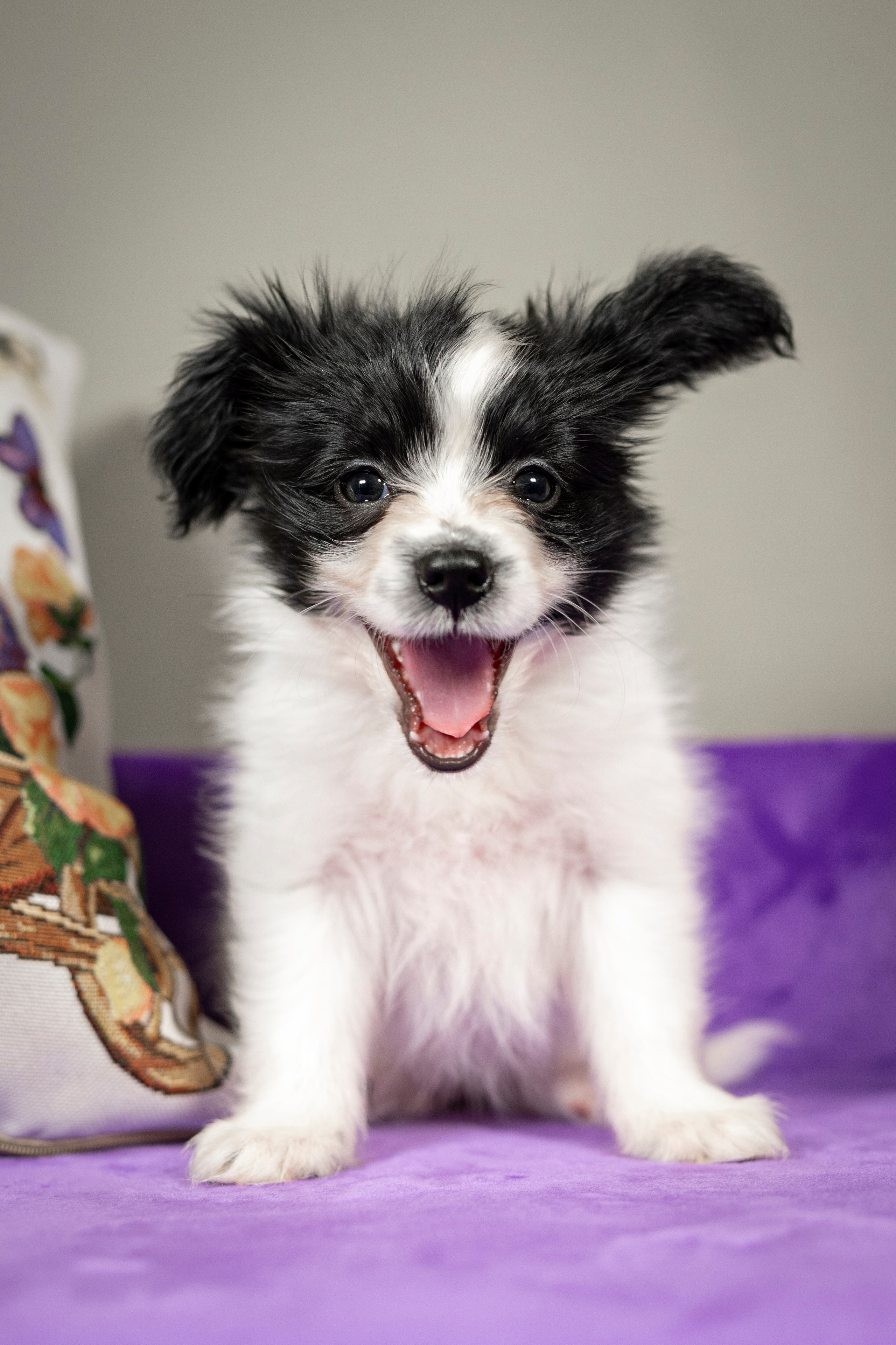 Щенки Папильона. Фотограф анималист в Санкт-Петербурге Таша Крейв