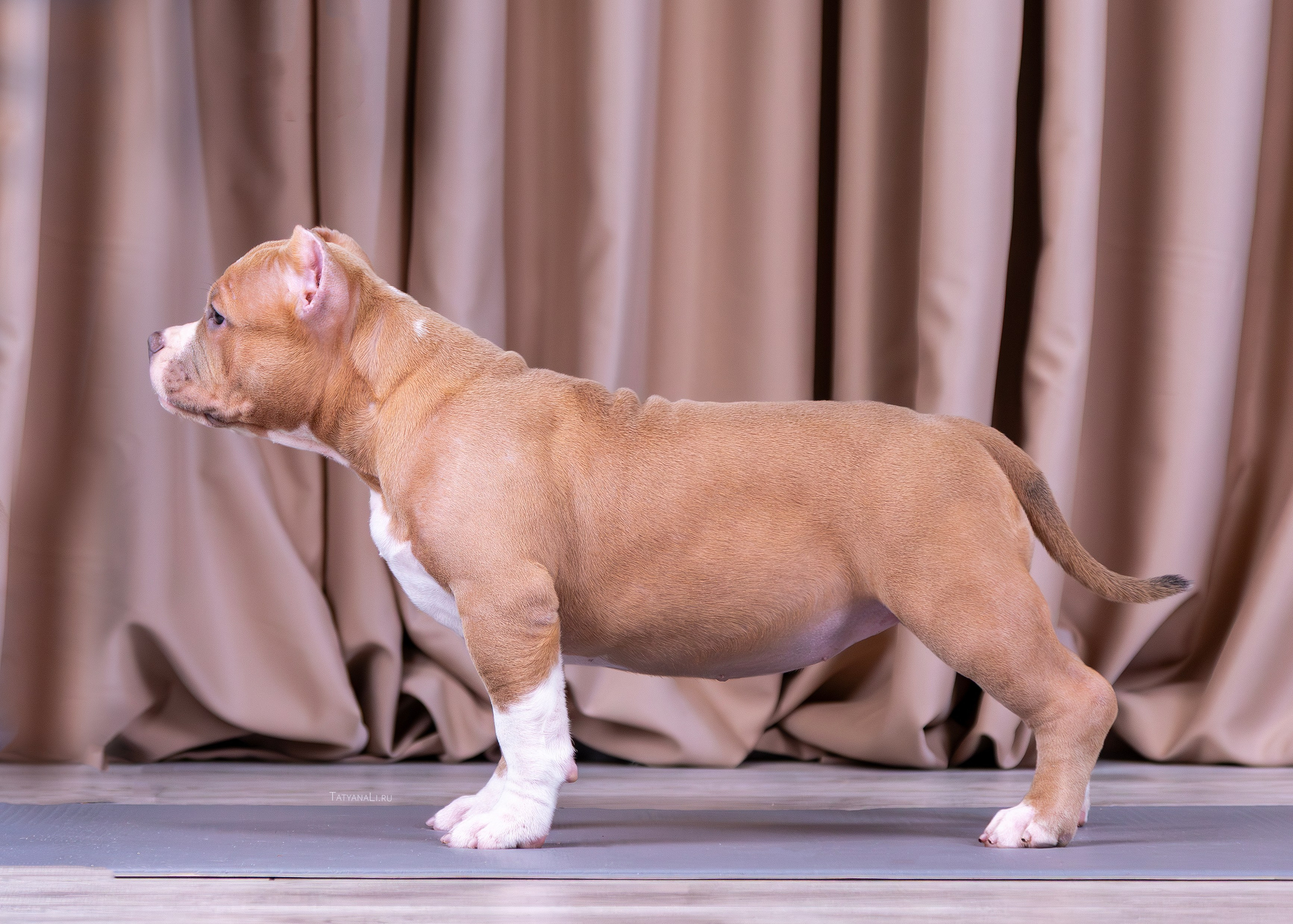 Американский булли. Фотограф — анималист Татьяна Ли