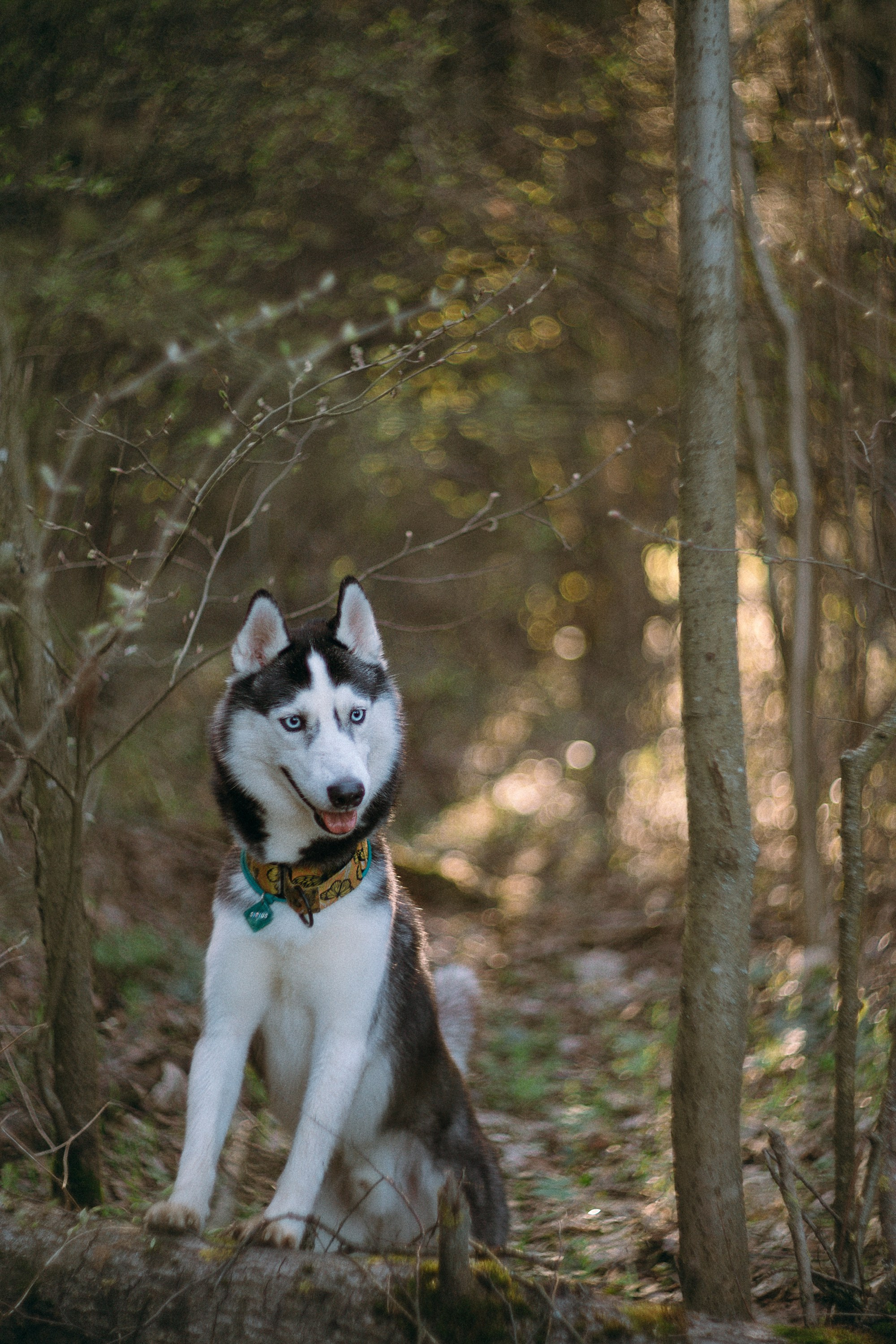 Наташа и Сириус. Фотограф анималист в Москве и Санкт-Петербурге Свиридова Анна