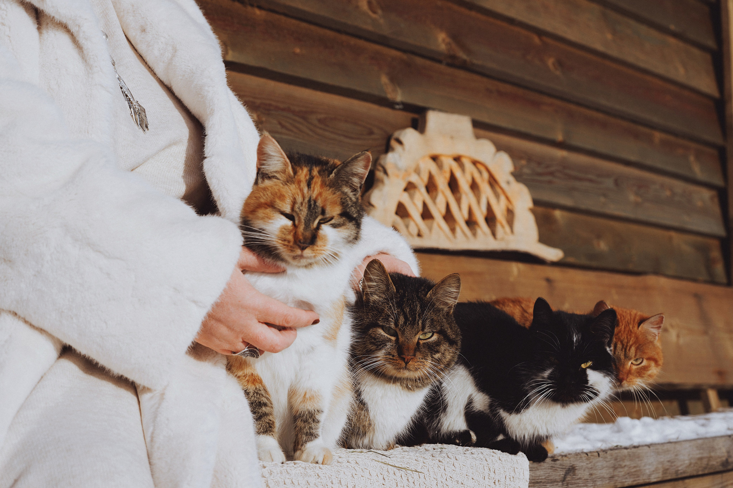 Конные. Фотограф Сибирика (Ирина Кузнецова), Санкт-Петербург и ЛО — портреты, свадьбы и семейные съемки. Творческий подход и качественные фото