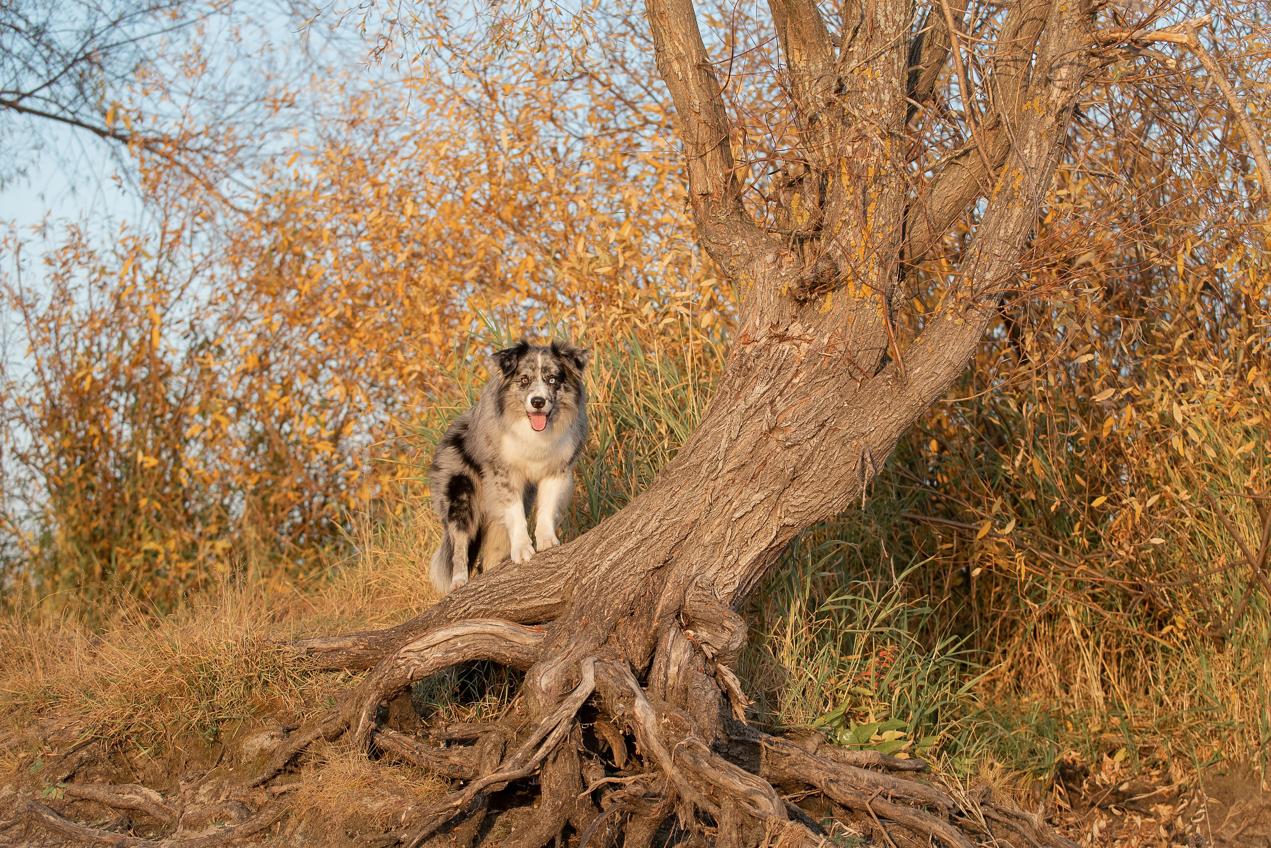 Юлия и Амур. Фотограф анималист в Казани Алина Сулейманова. Фотограф животных