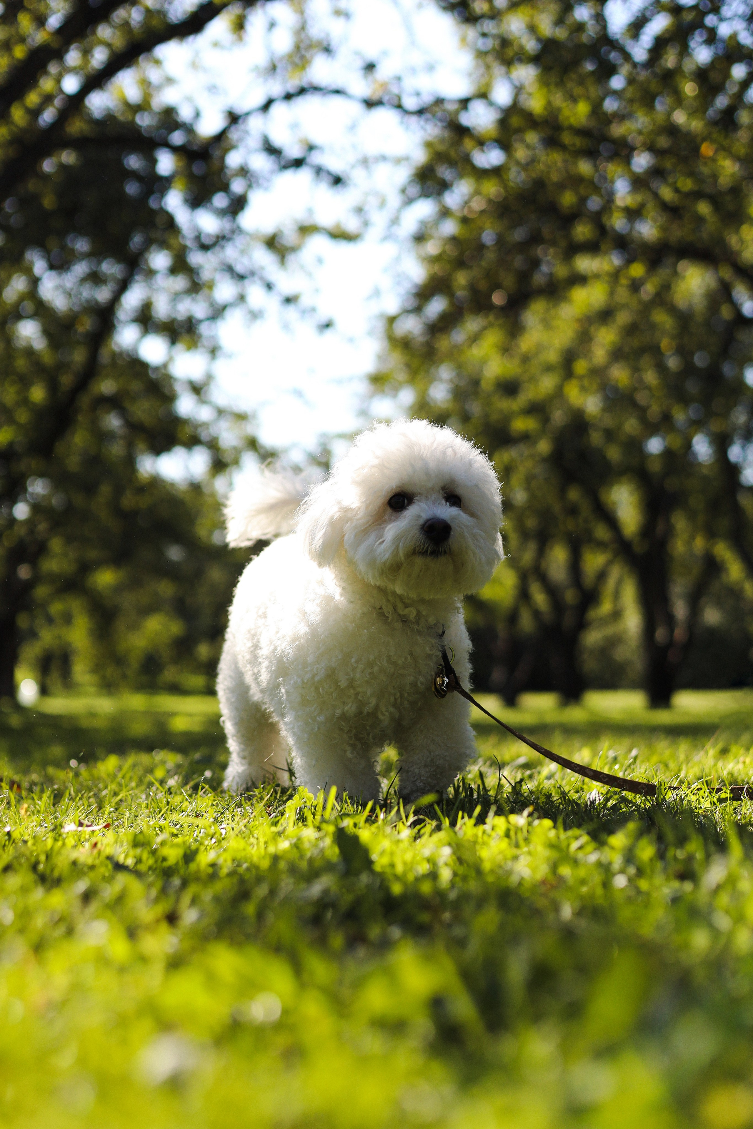 Тимоша, Катя и Вова. Фотограф-анималист Ксения Шевцова|Москва