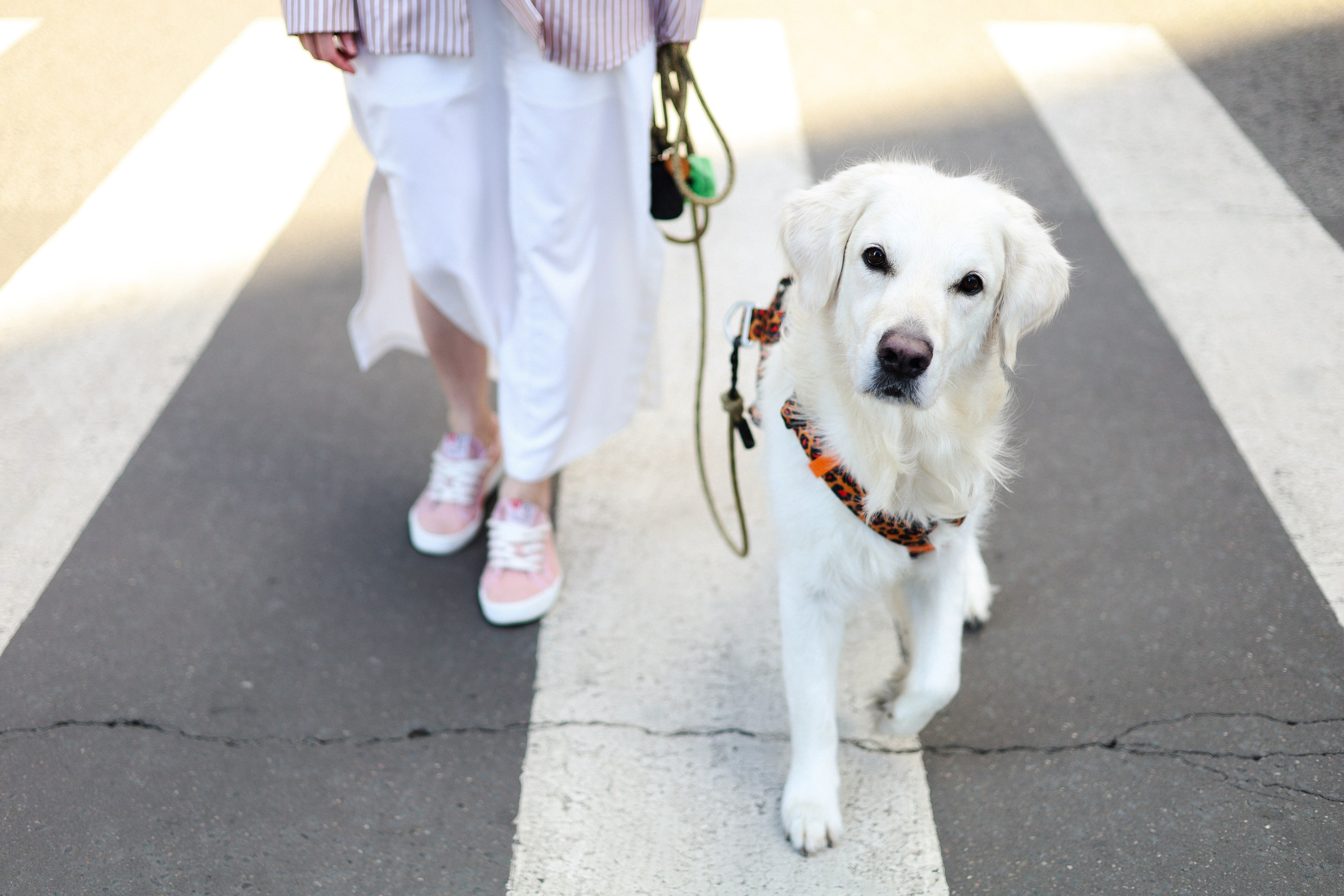 Зиз и Юля. Часть 3. Фотограф-анималист Ксения Шевцова|Москва
